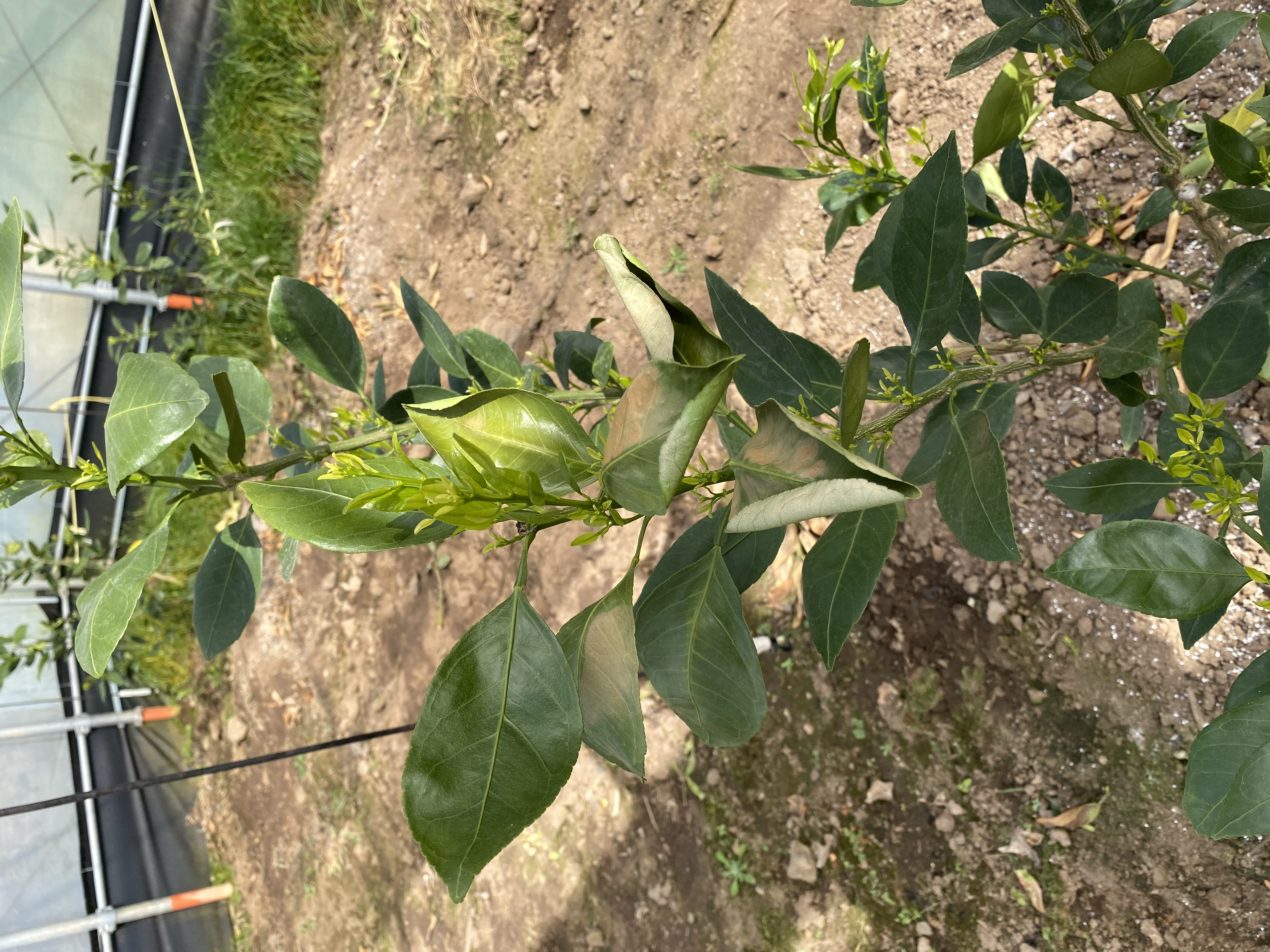 레드향 잎마름 및 병충해