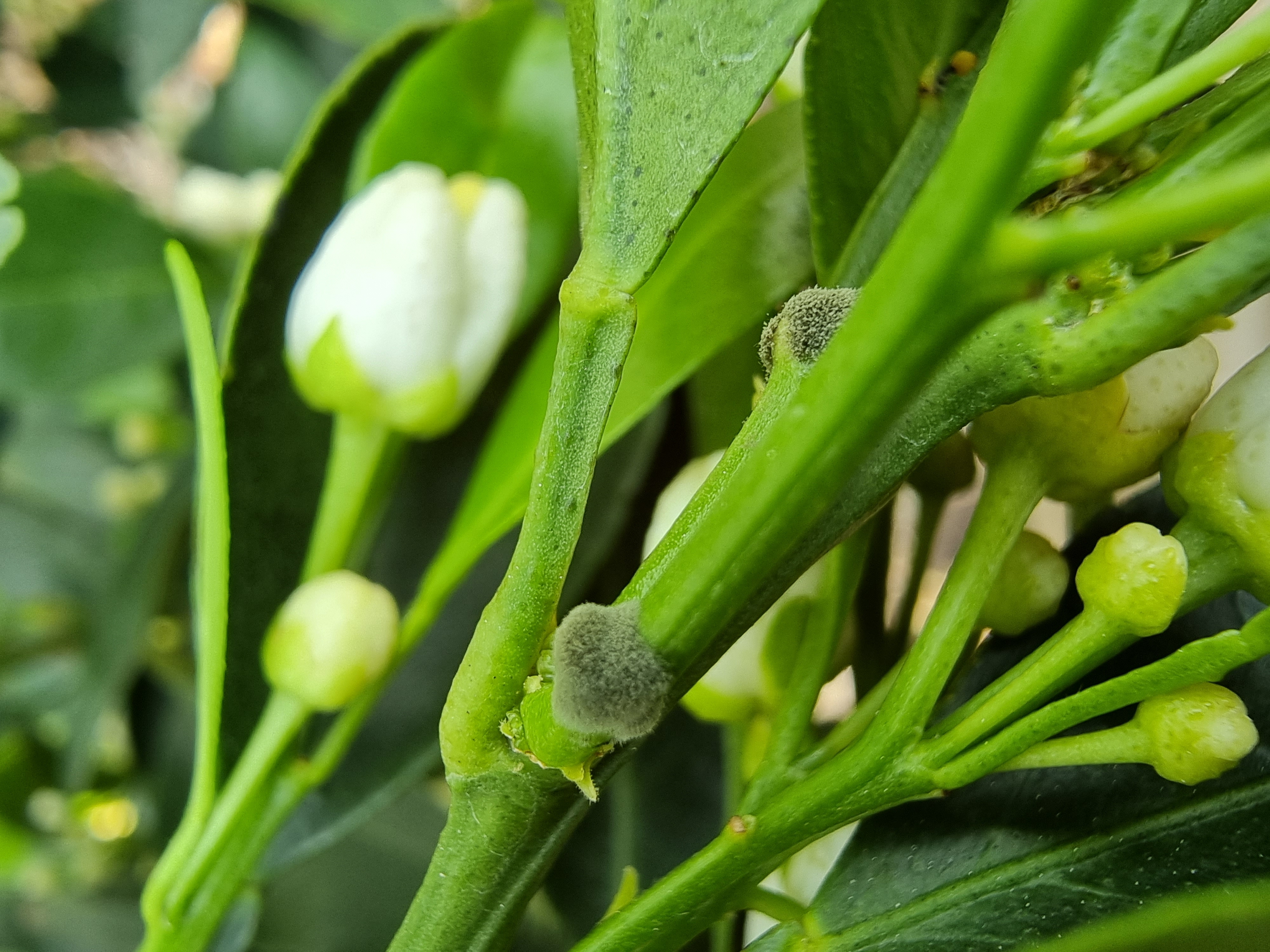 잿빛곰팡이는 아닌듯 하여 어떤 방제가 필요할까요