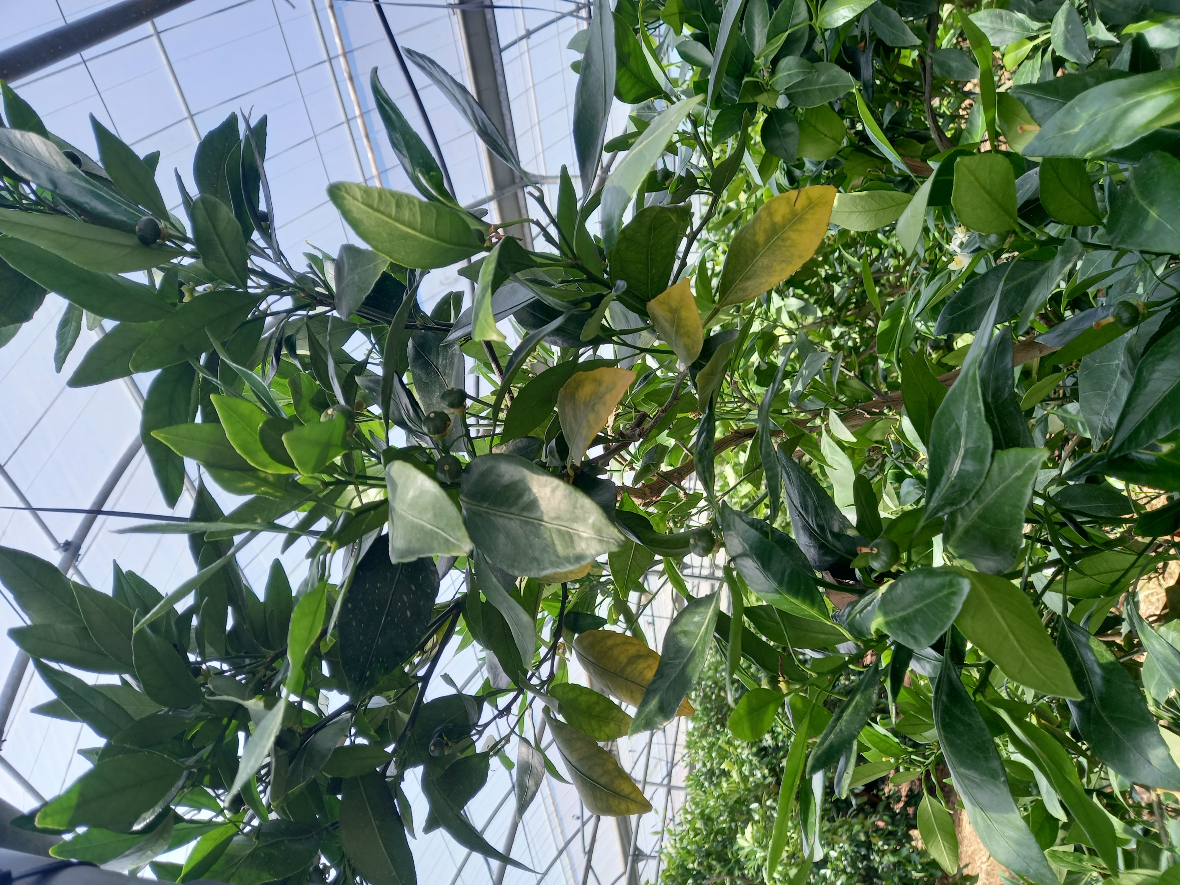 레드향 잎이 노랗게되는 원인이 뭔지 야고싶습니다.