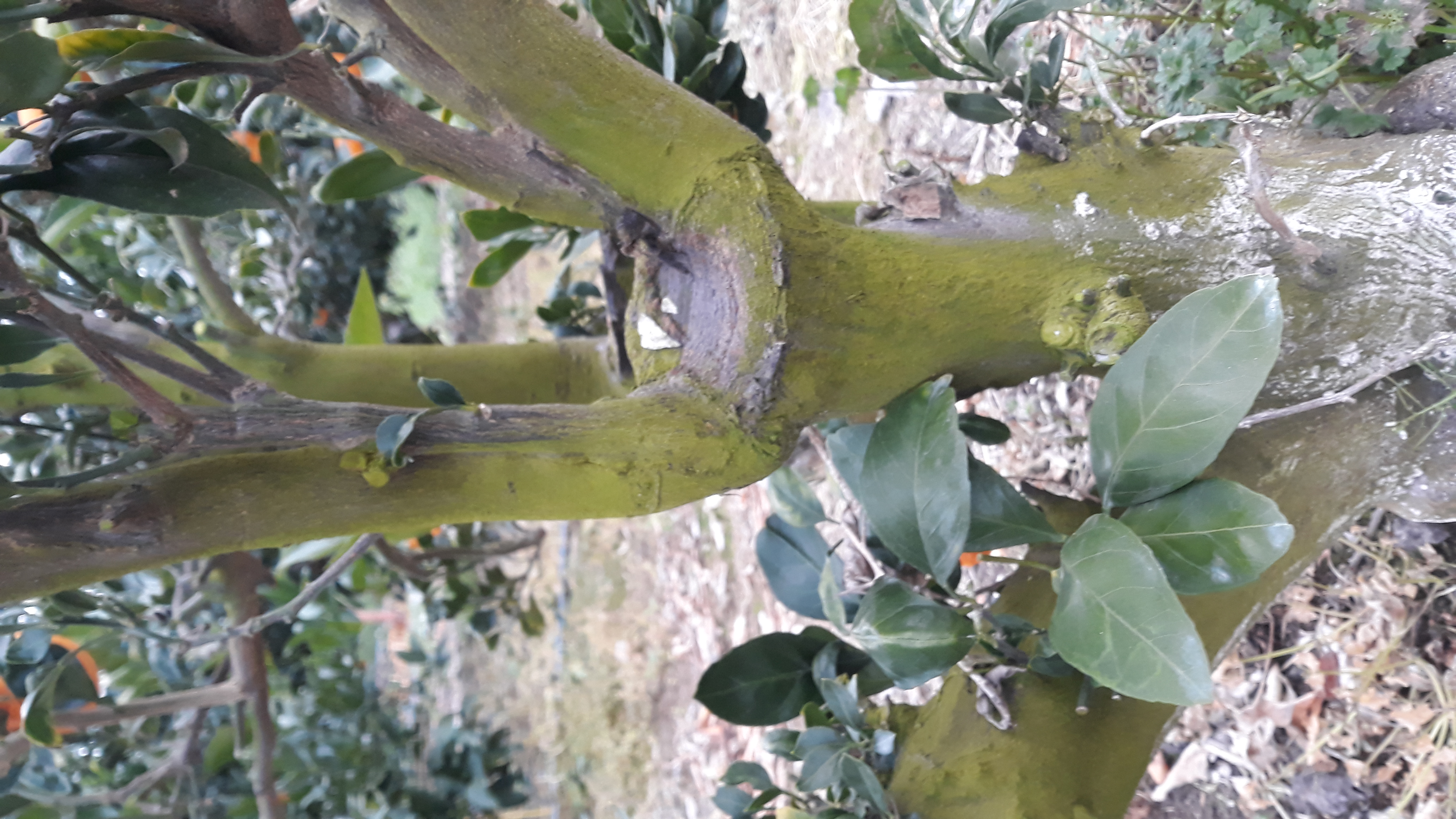 감귤나무에 천혜향 고접이후  