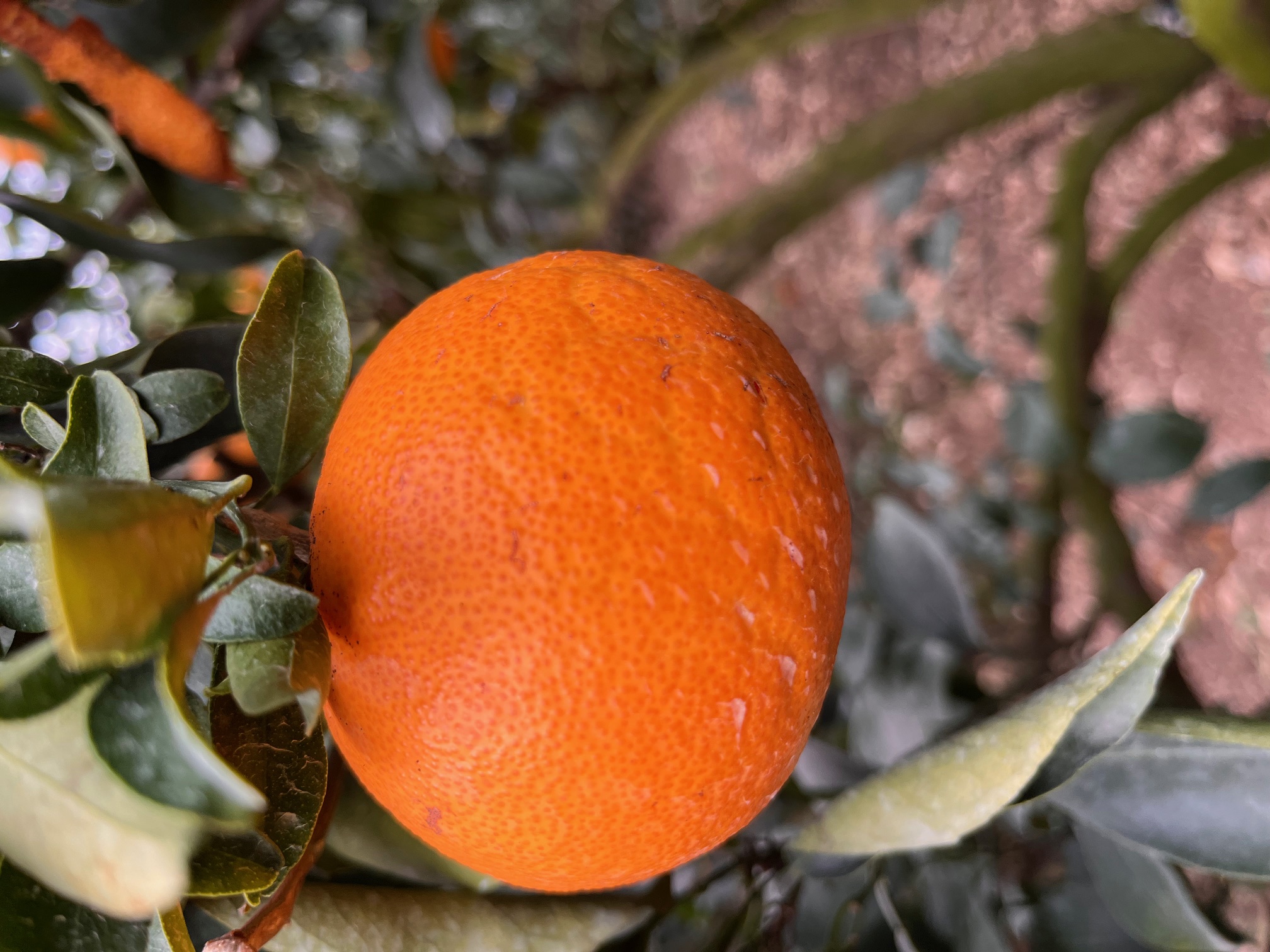 천혜향 열과 발생