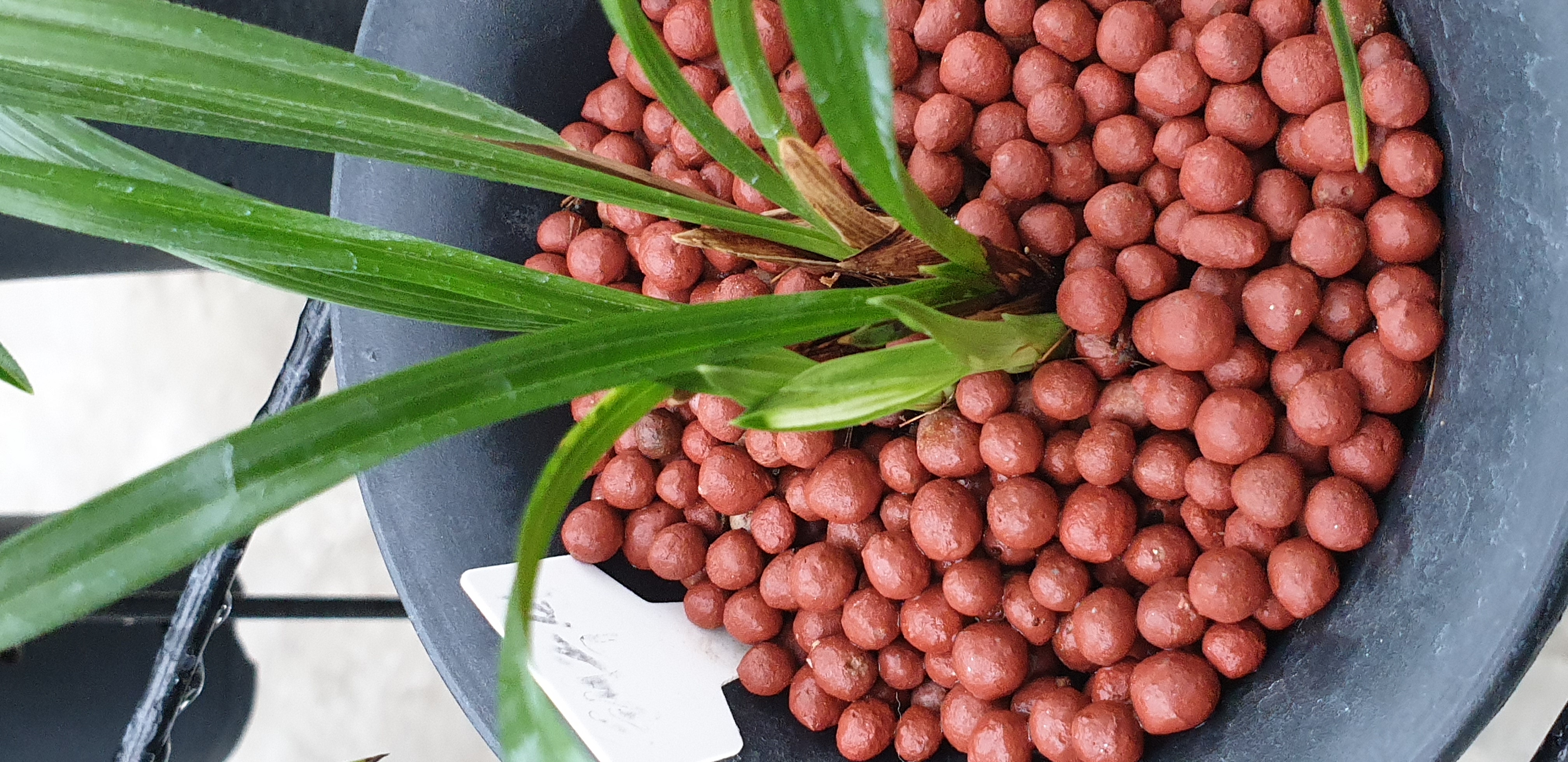 난초 바이러스인지 궁금합니다