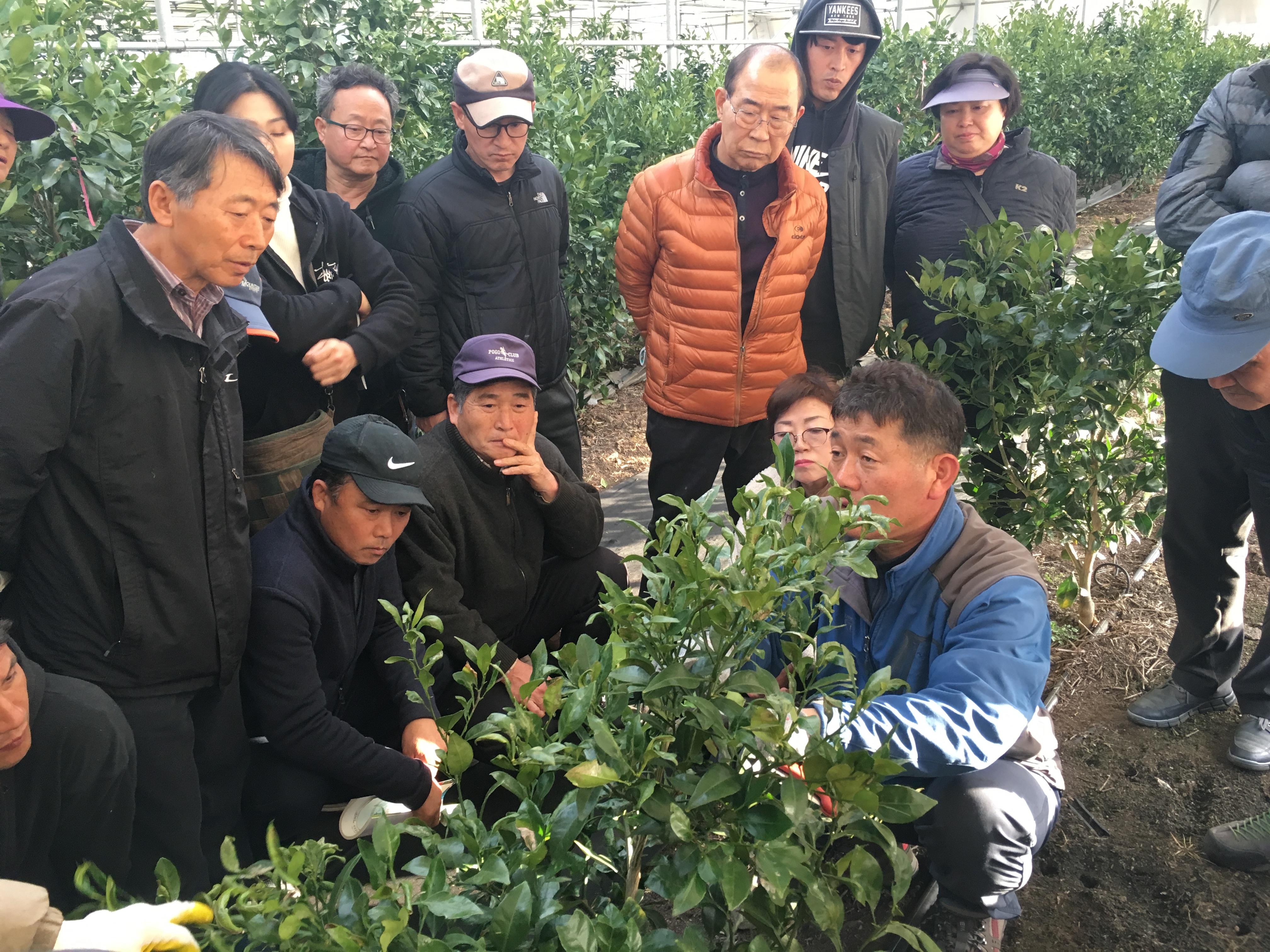 2019 레드향 정지전정교육