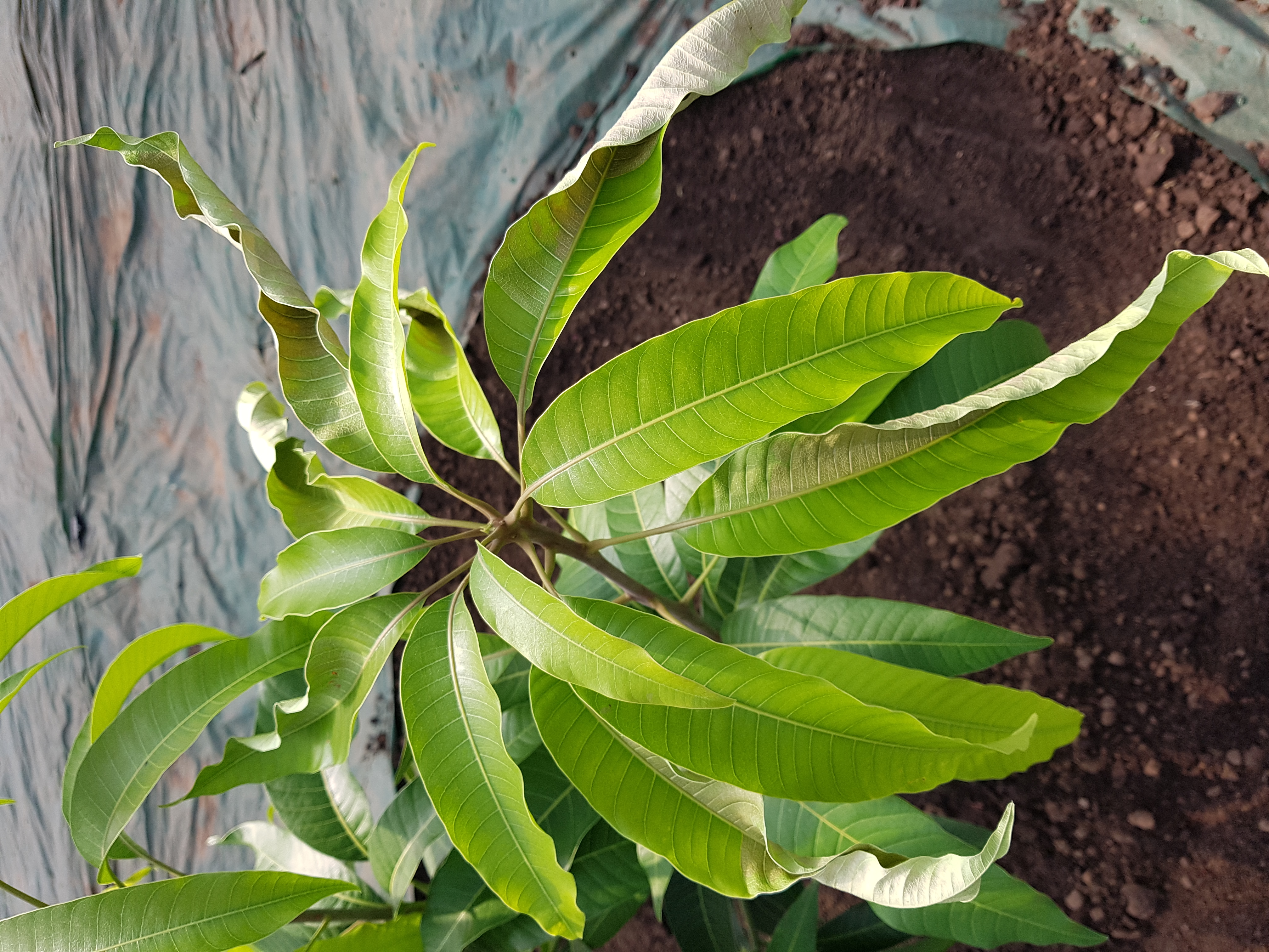 애플망고 잎이 하얗게 말랐습니다