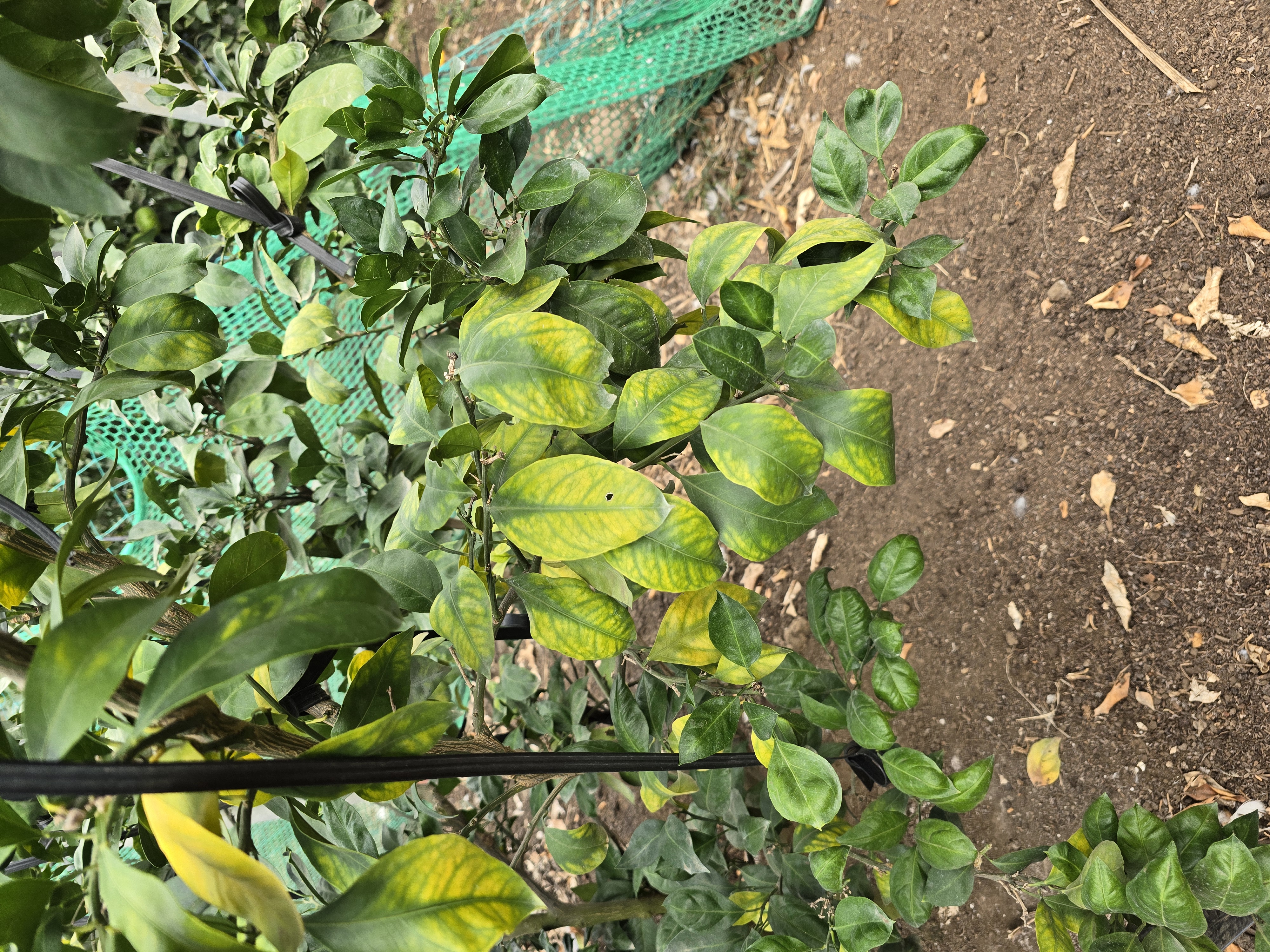 하우스 유라실생 관련 질문입니다