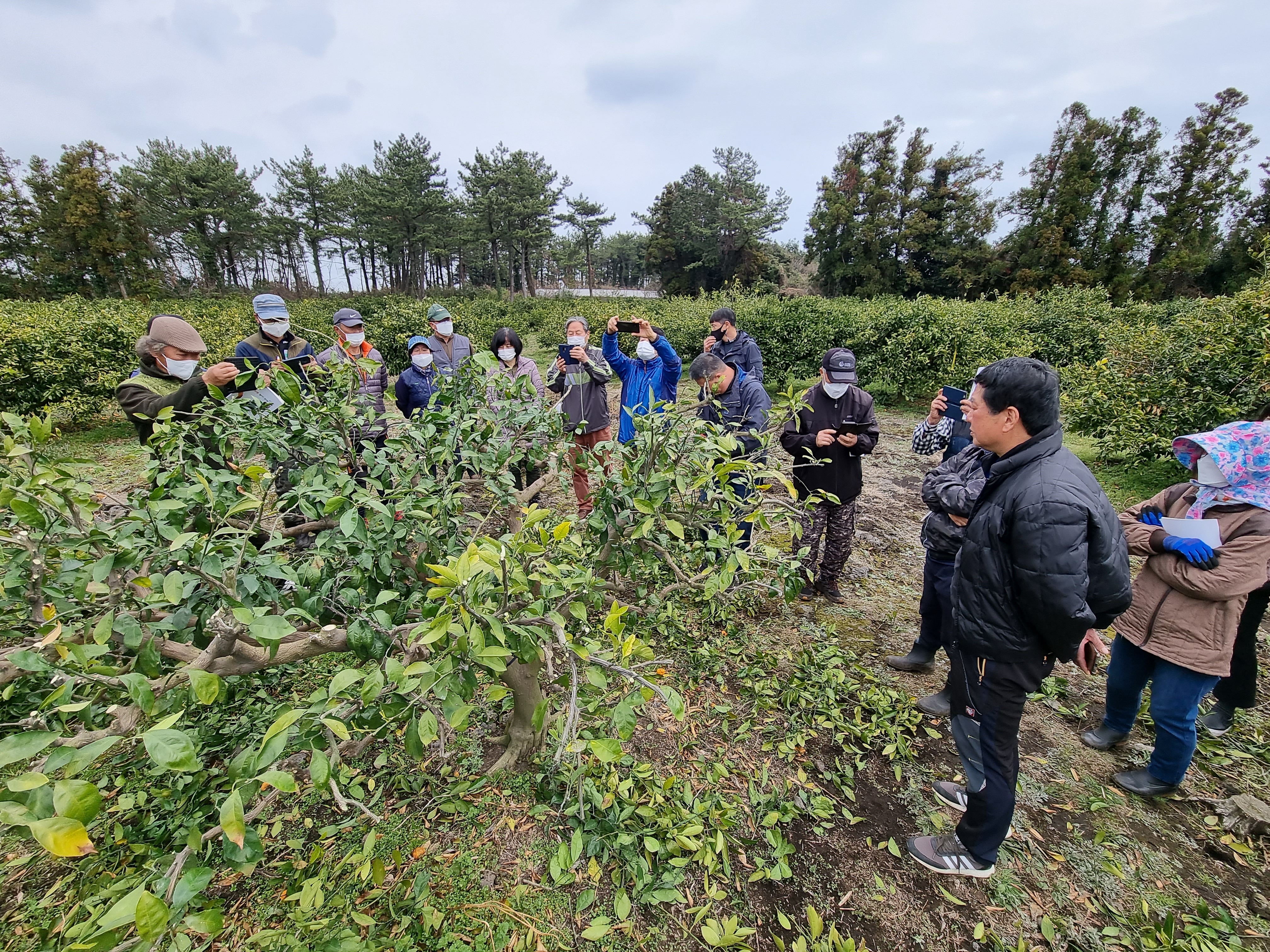 2021년 감귤류 정지 전정 현장 교육( 6회, 3/9~3/12)