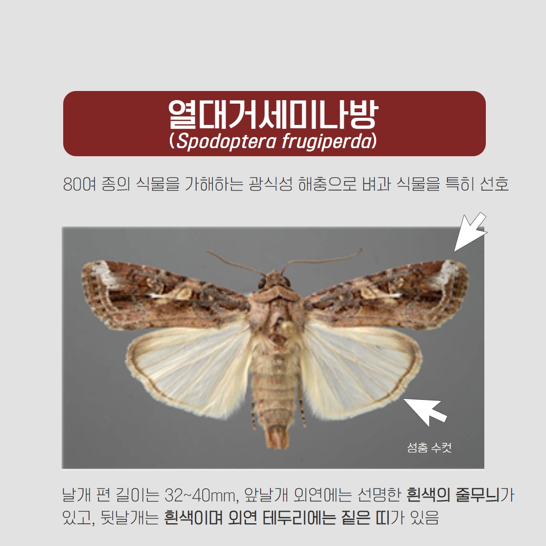 '열대거세미나방' 조기 발견과 신속한 방제가 필요합니다.