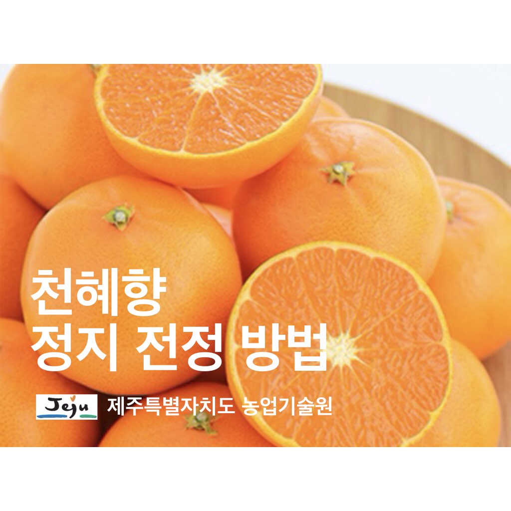 천혜향 정지 · 전정 방법