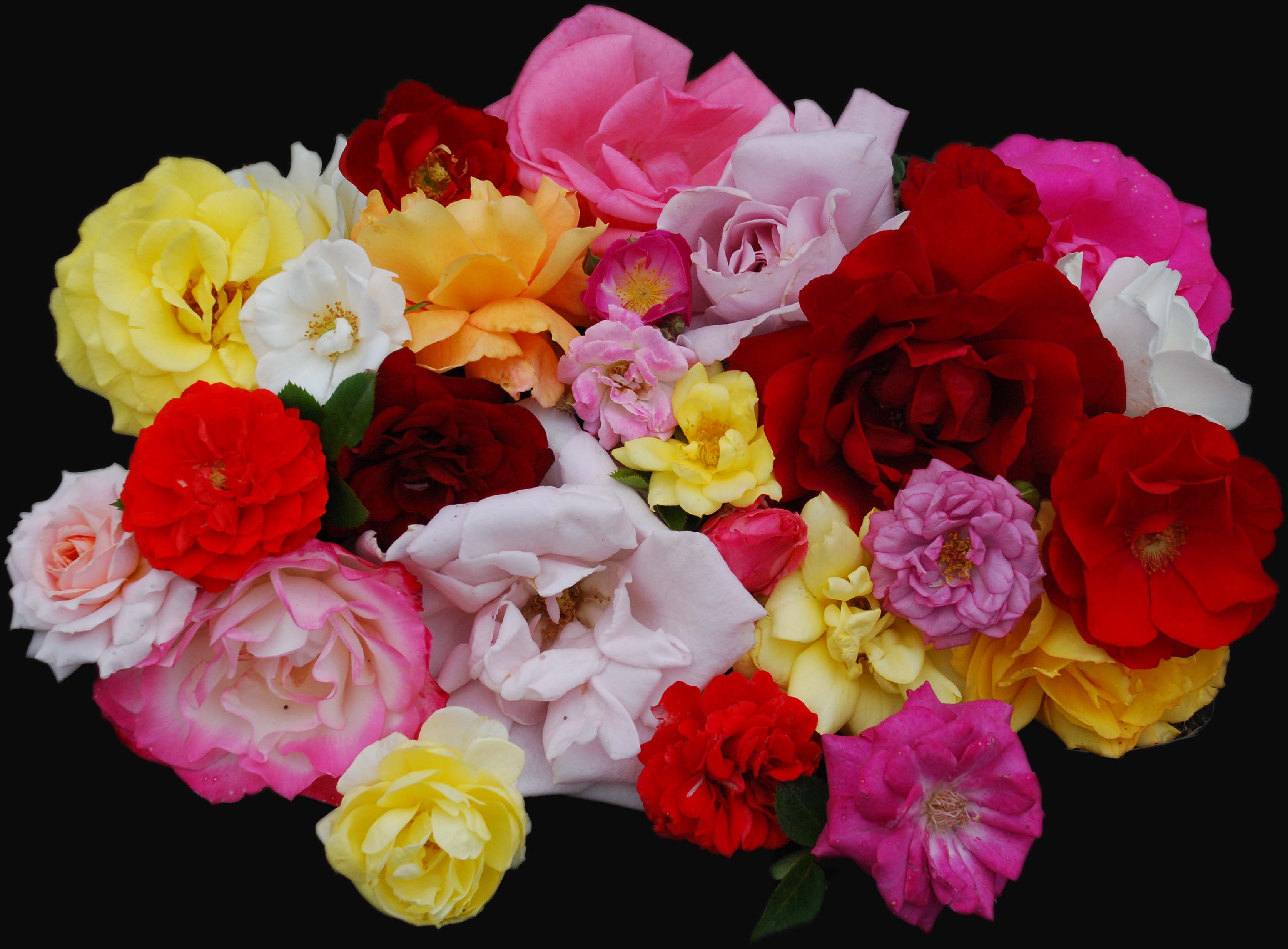 장미...rose festival!!