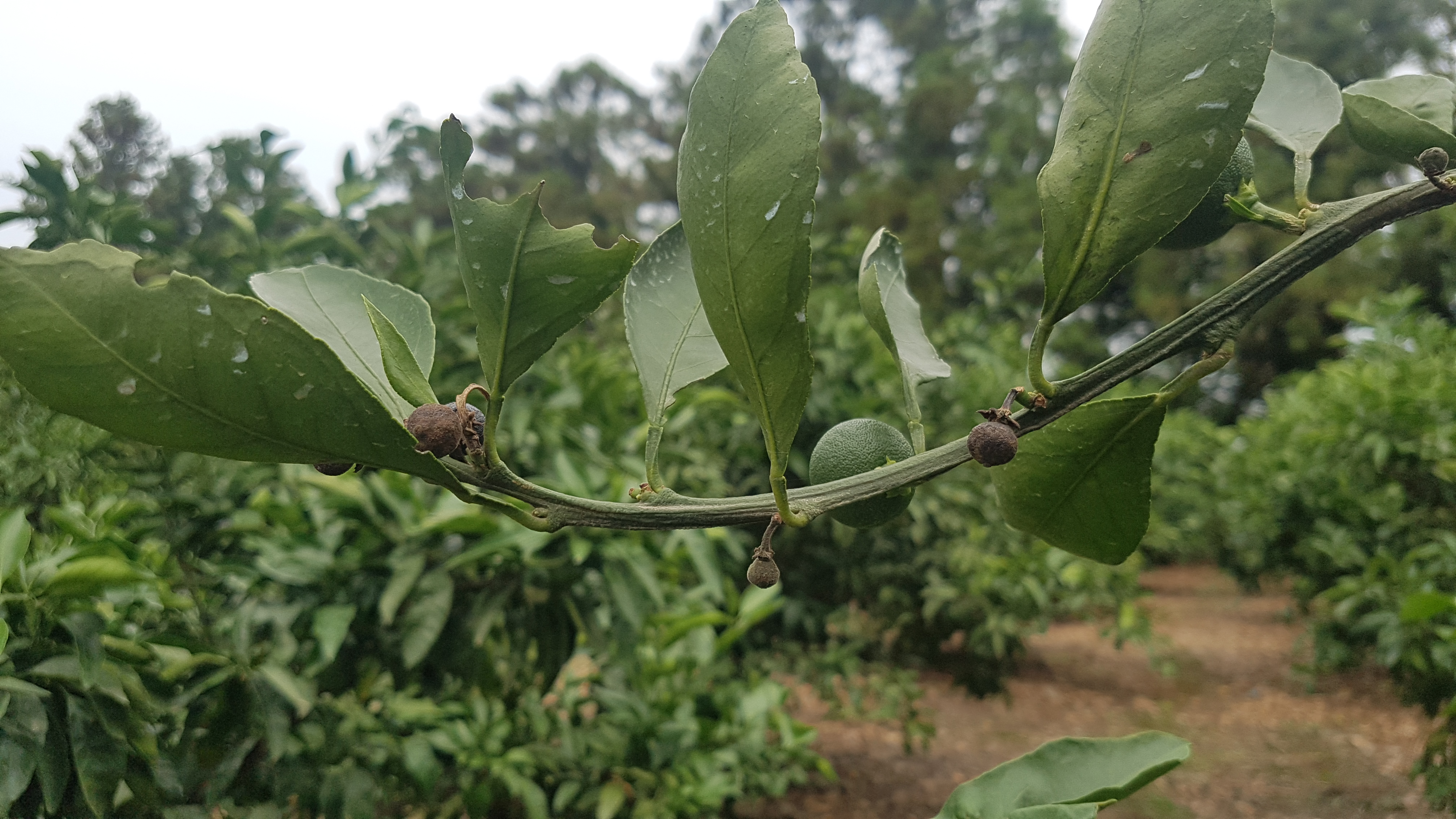 잿빛곰팡이병 방제