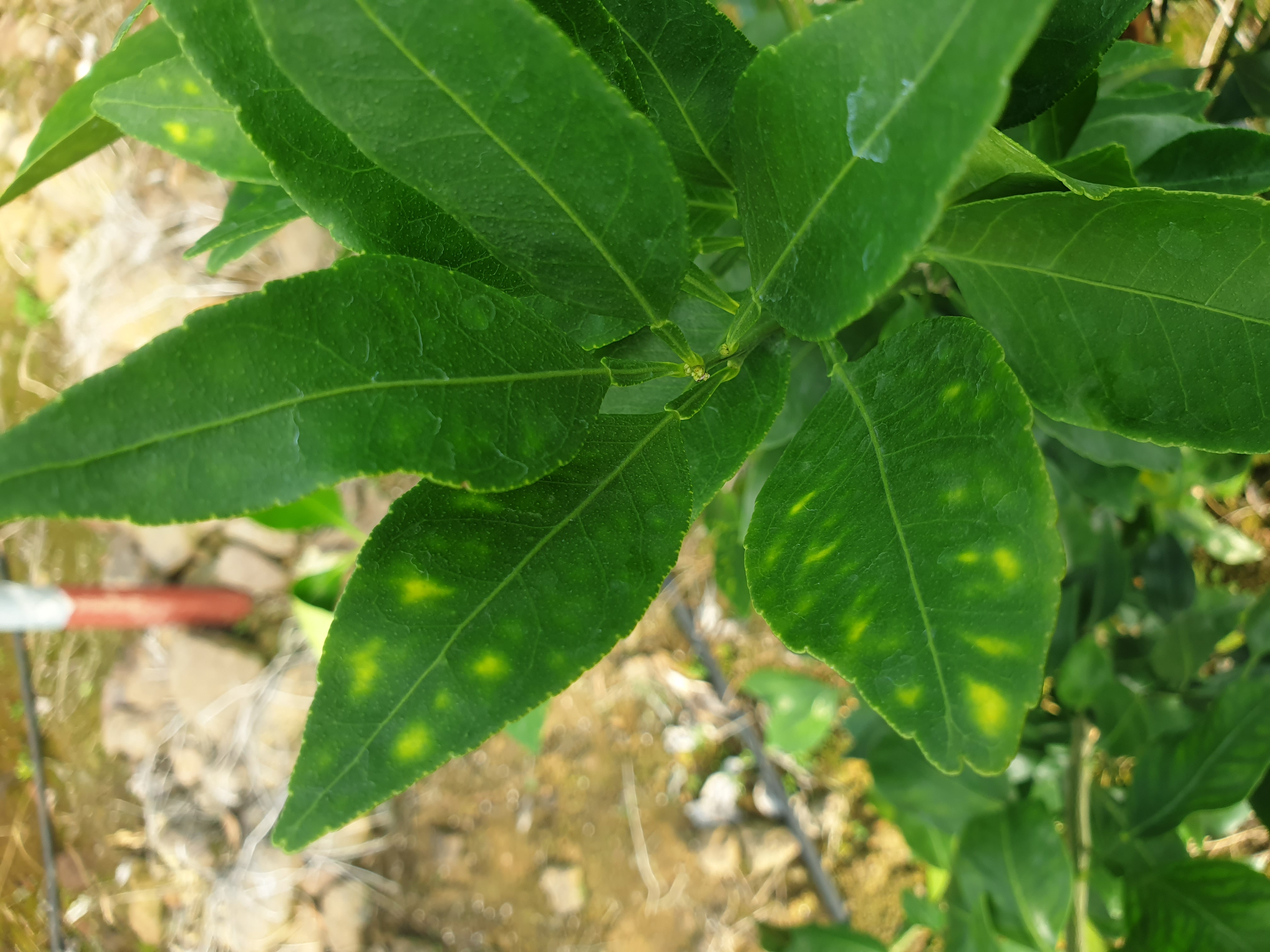 레드향 잎 변색