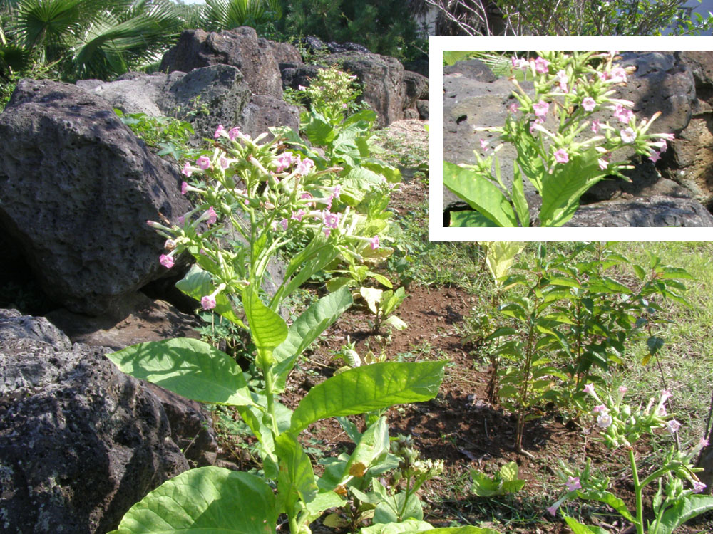 담배꽃 보신적 있으세요?