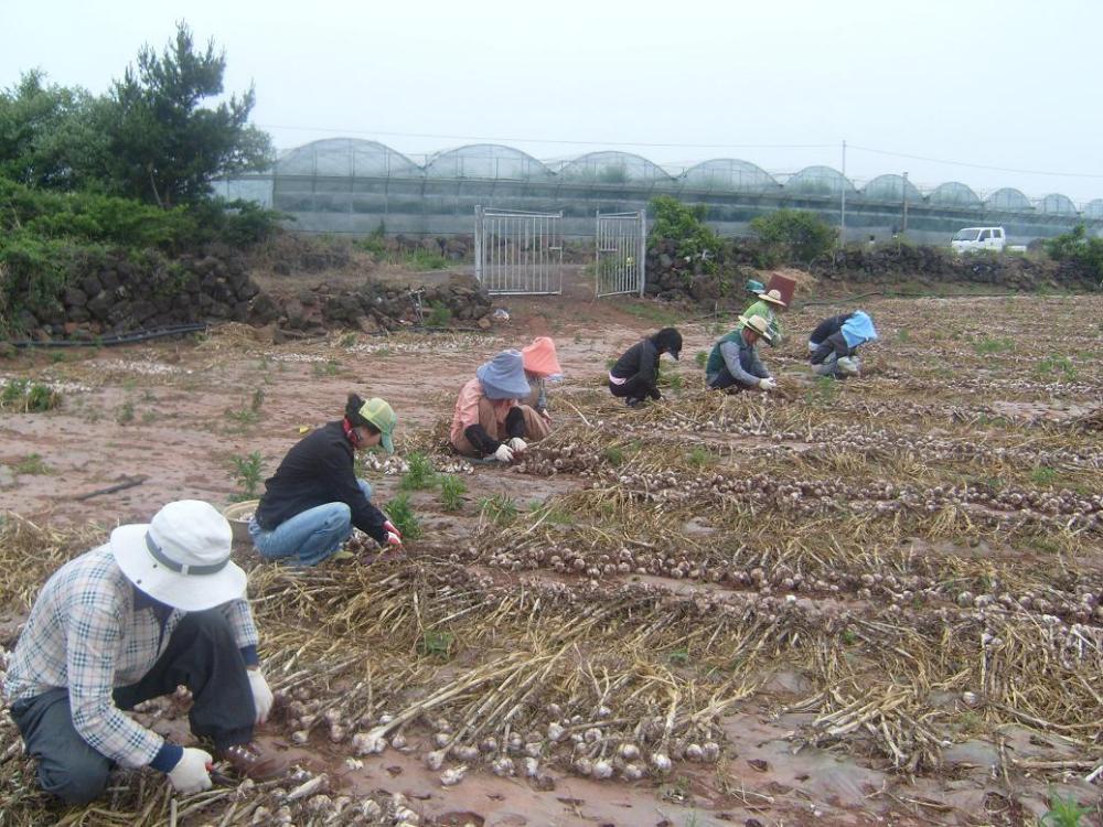 마늘밭일손돕기