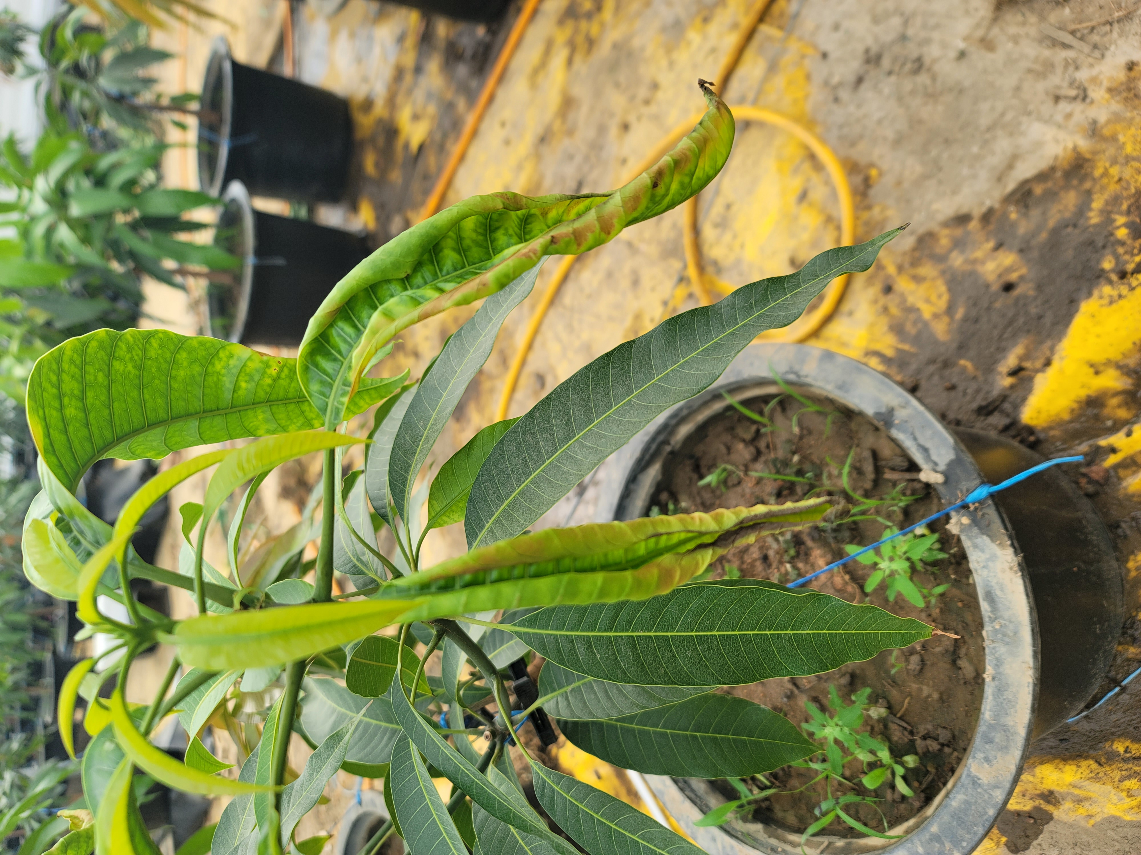 애플 망고 잎이 이상해요