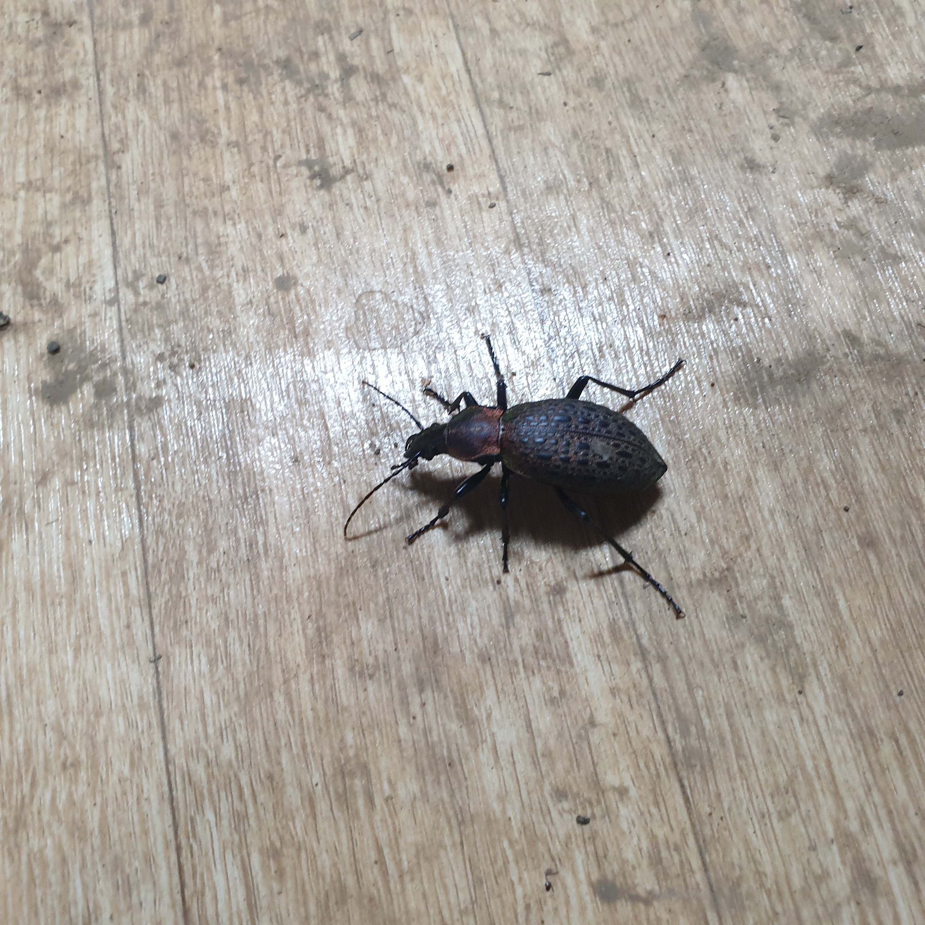 시설하우스 벌레