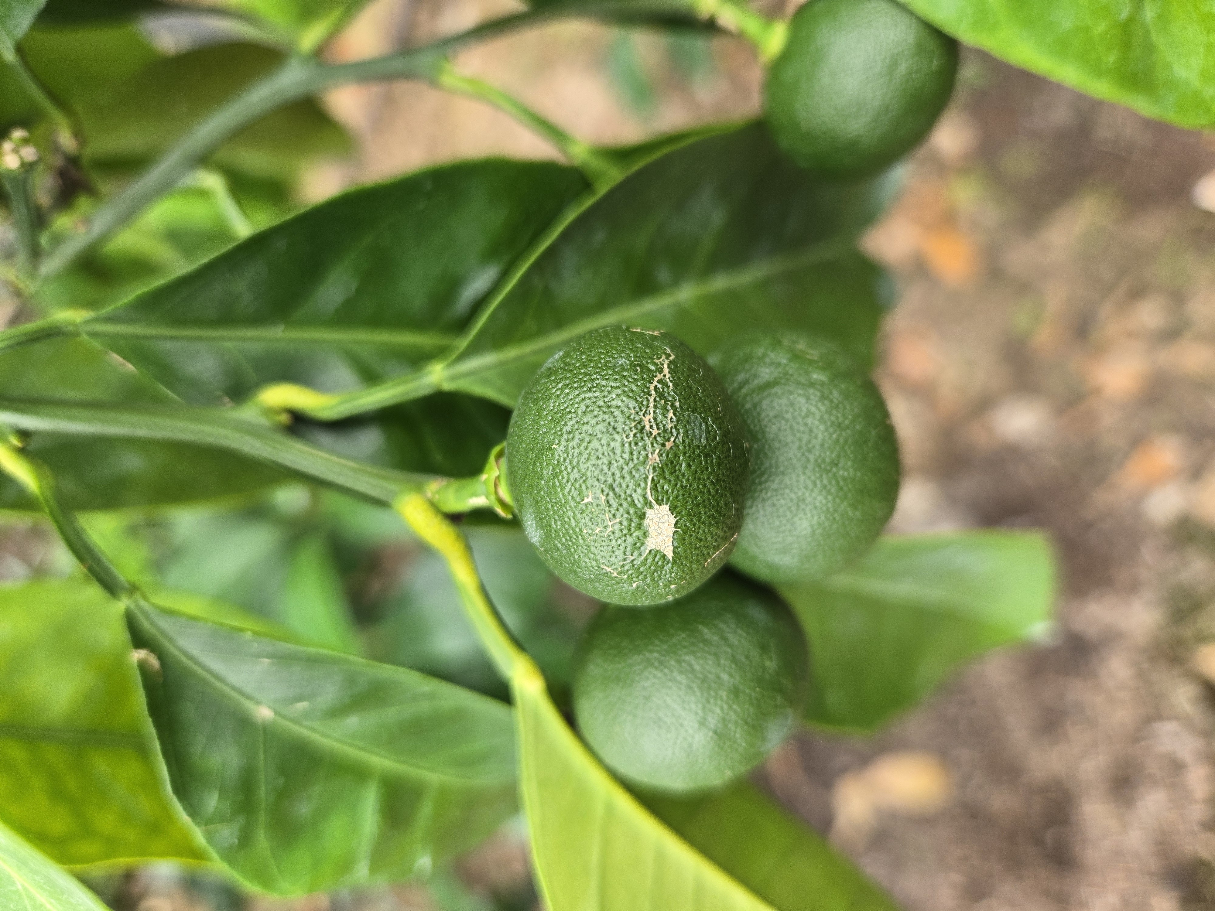 열매 병해충문의