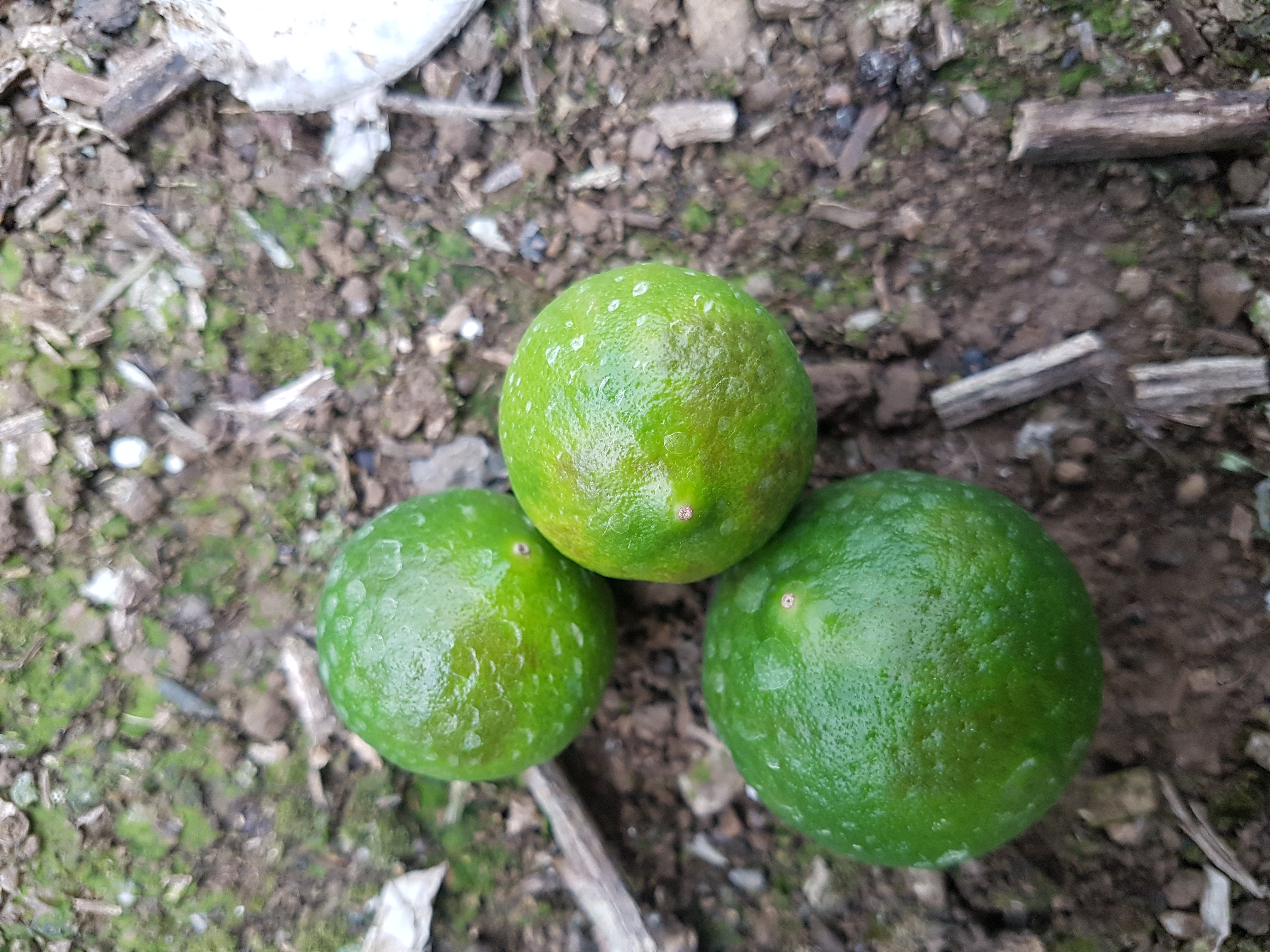 병해충 명밎 원인과 방제방법을 알려주세요(답변바랍니다)