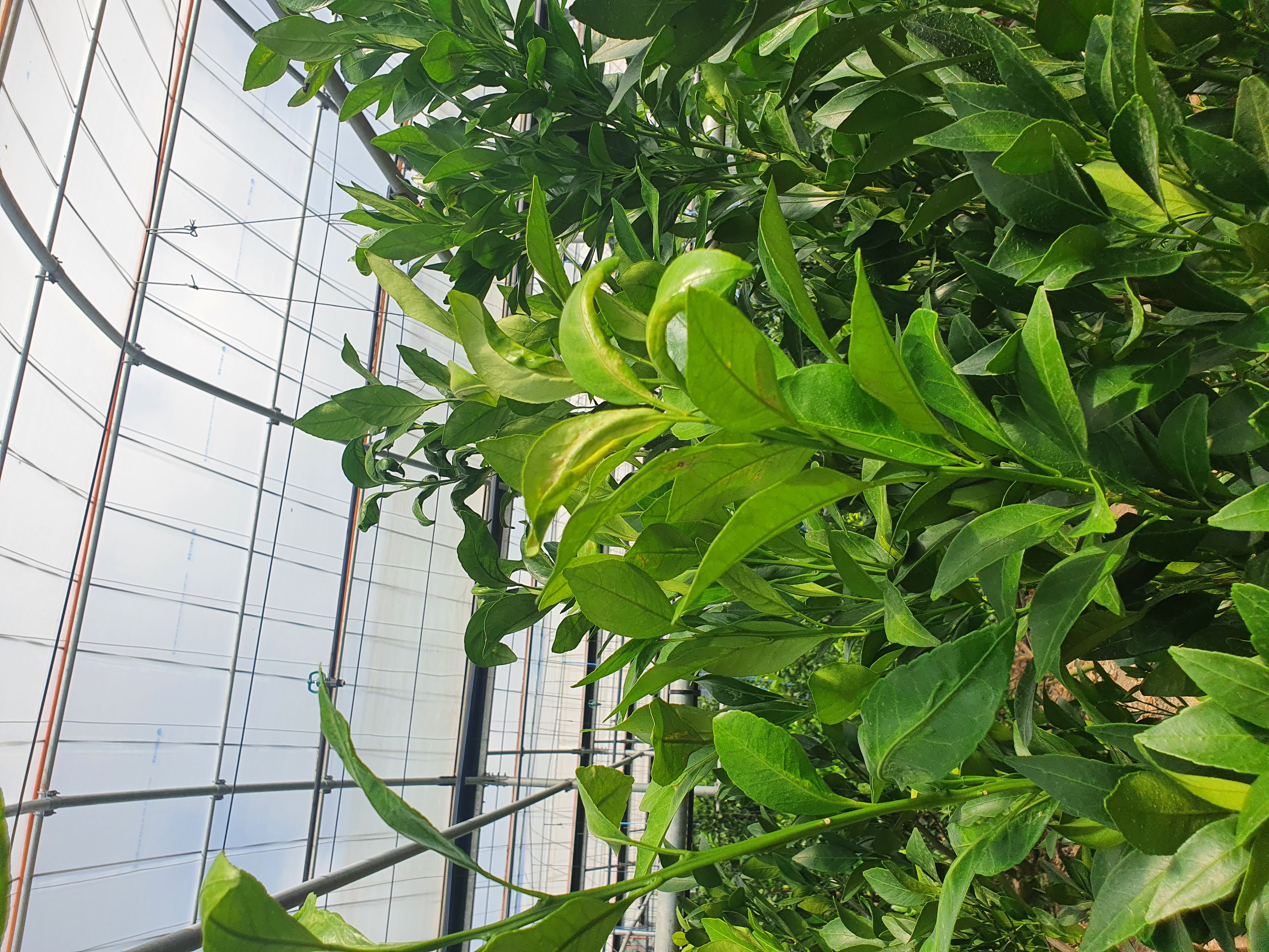 레드향 새순관련 문의