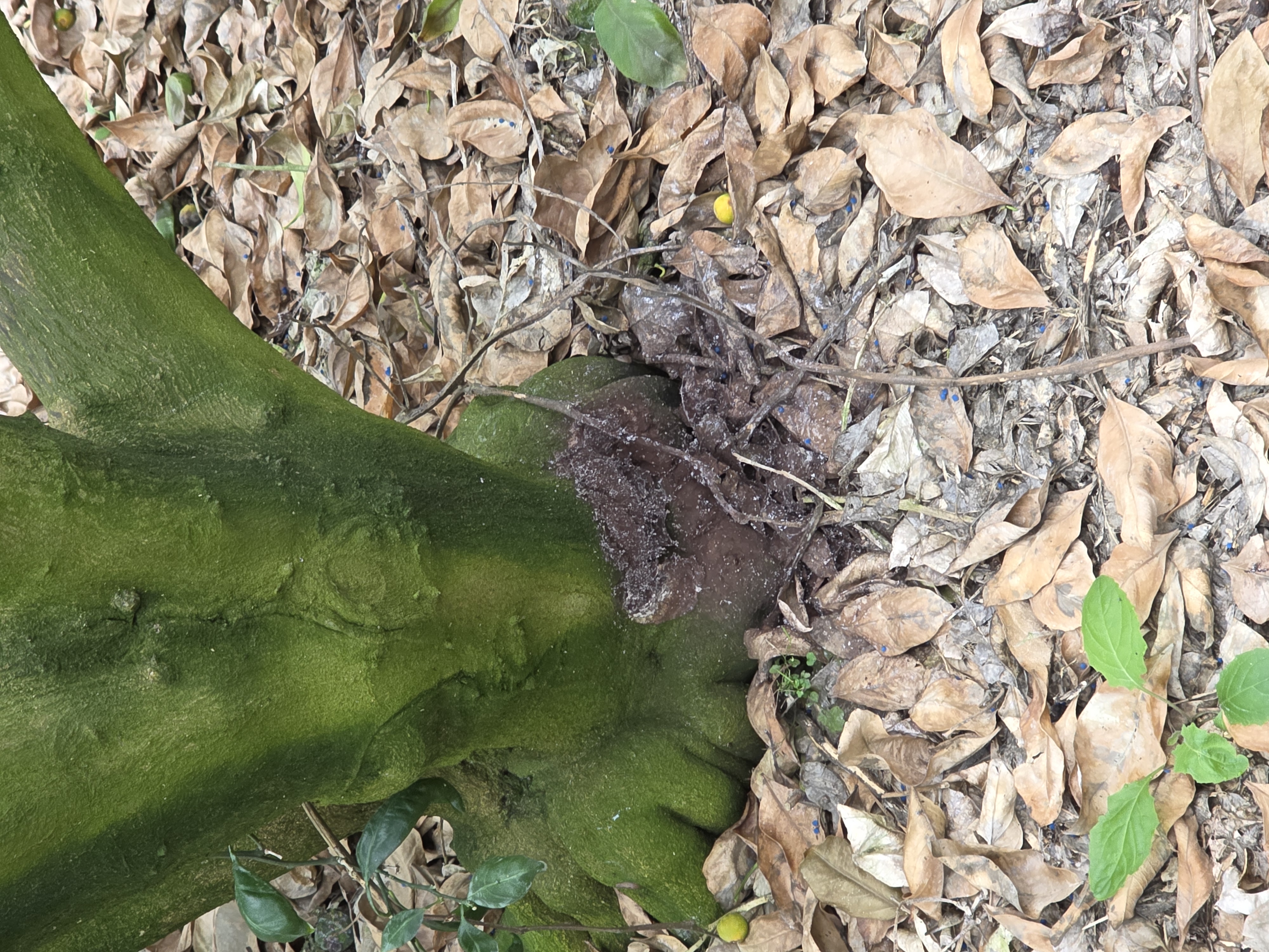 귤나무 밑둥에 뭔지모르겠어요