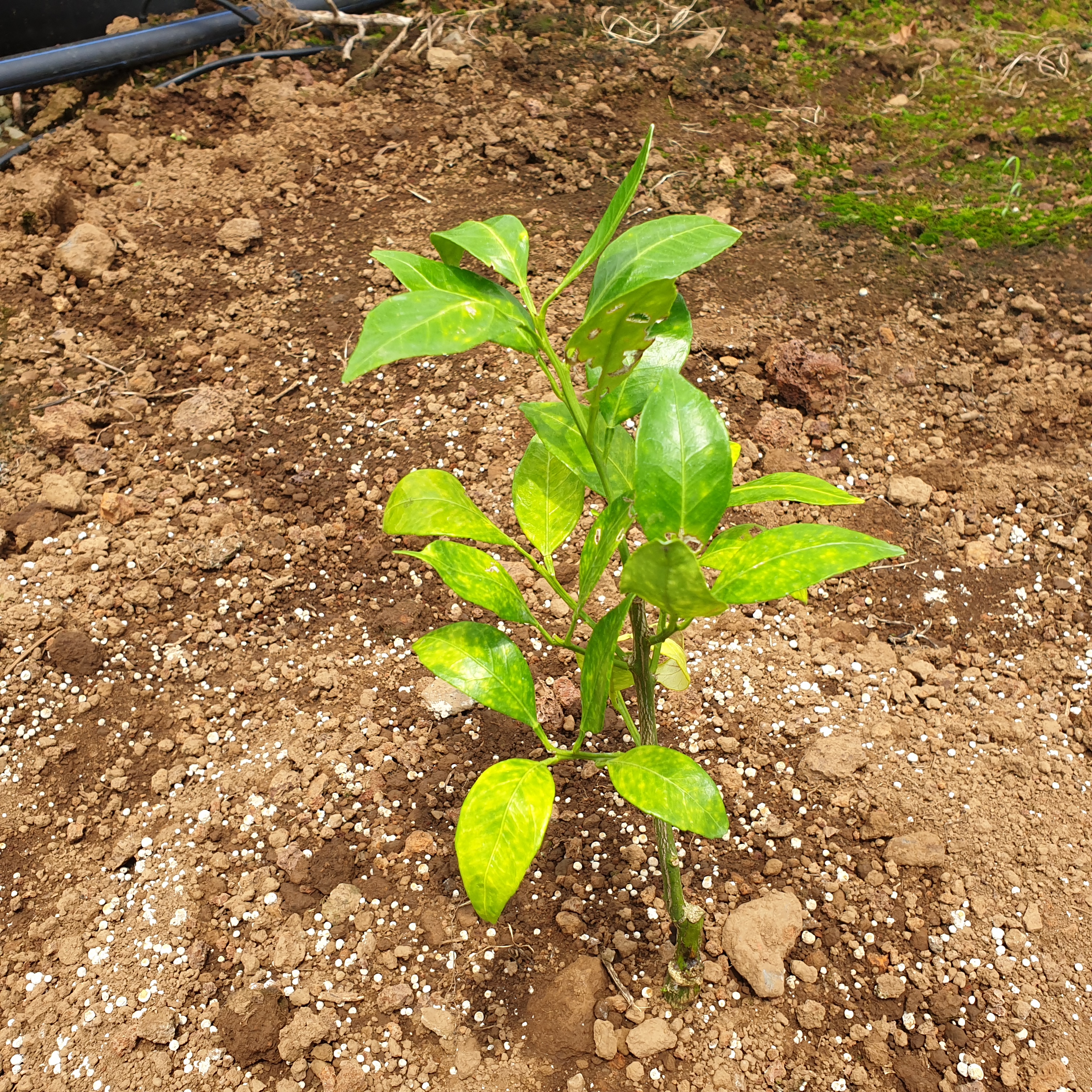레드향 잎색깔 변하는 현상