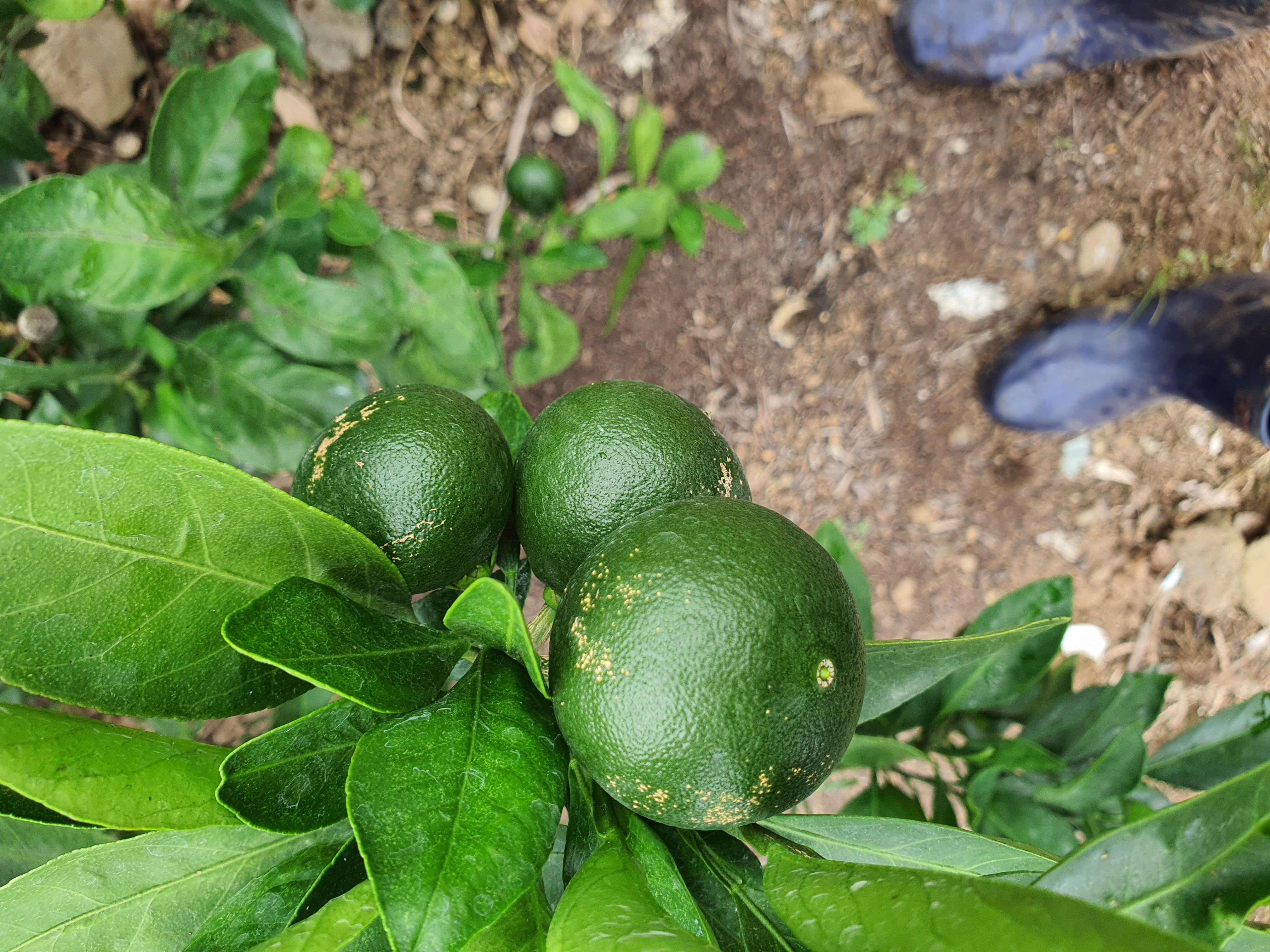 노지 밀감 병해충