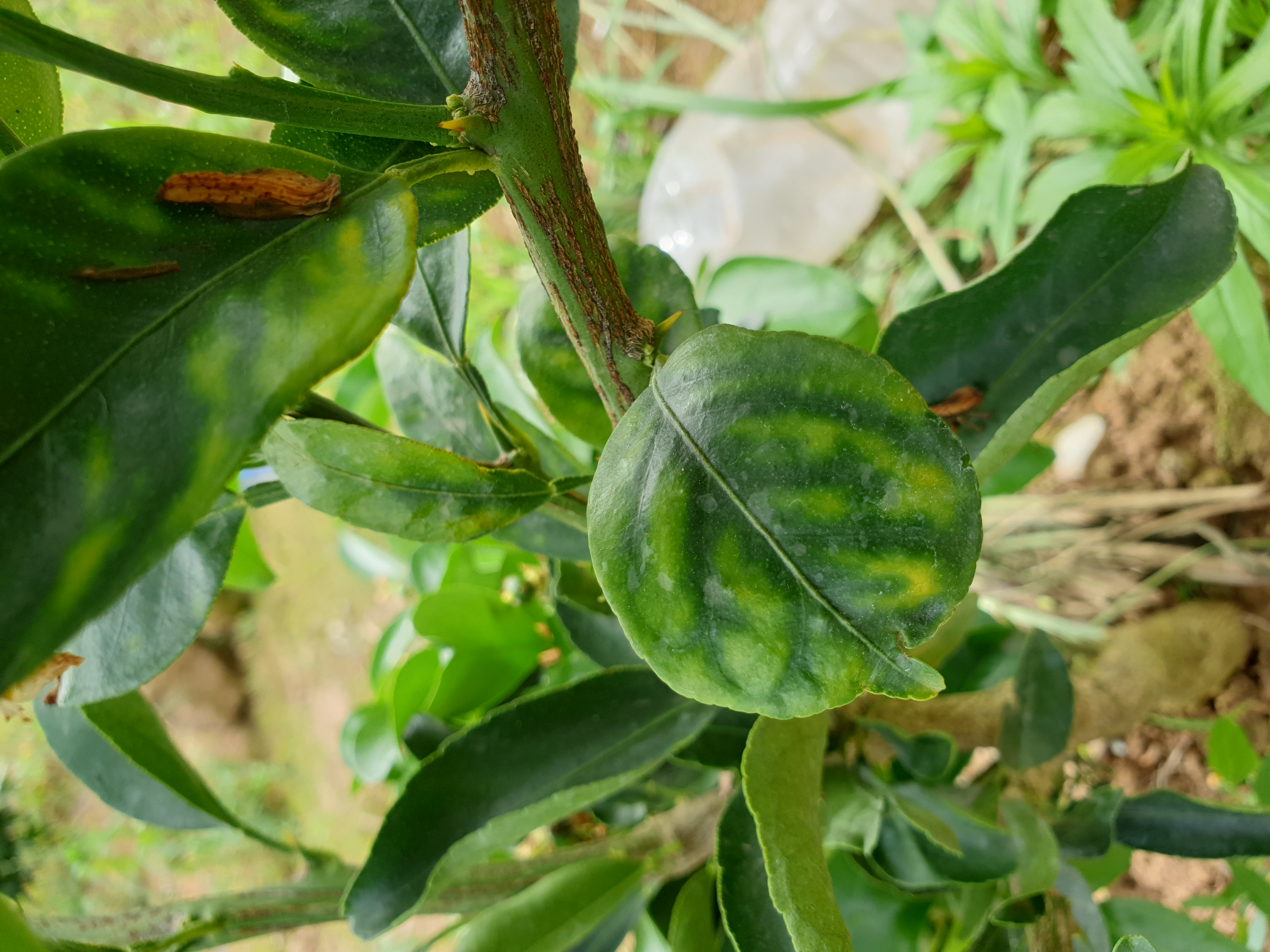 천혜향 잎의 변색
