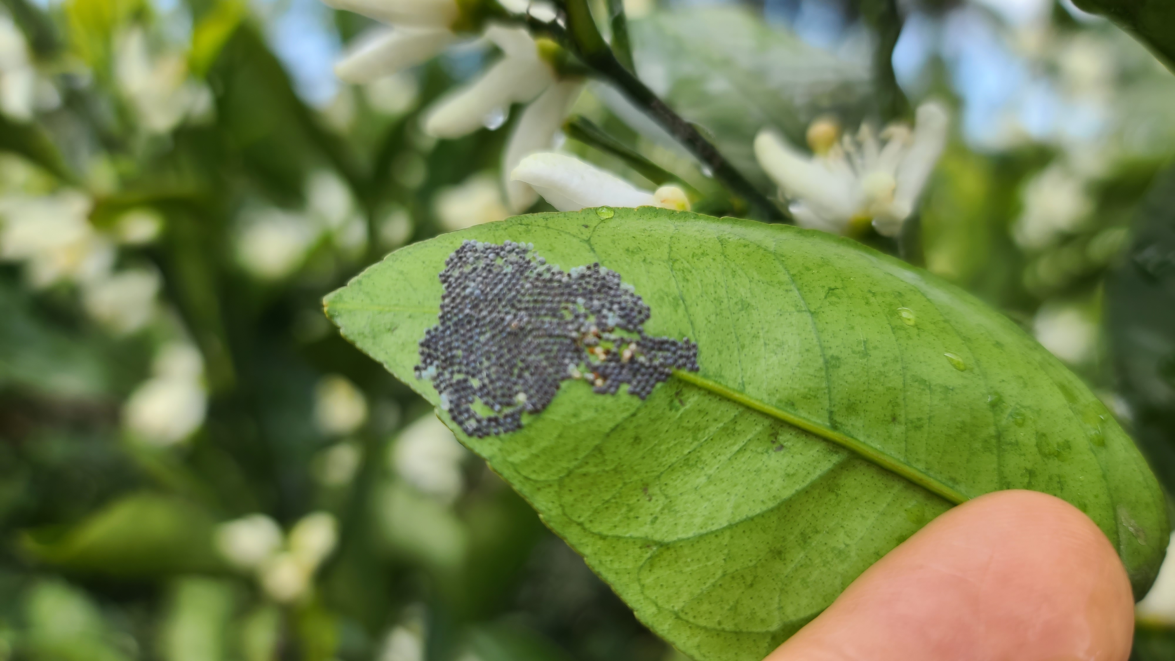 병충해 진단 및 방제에 대하여 문의 드립니다.