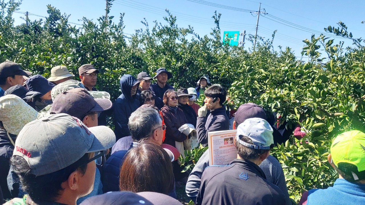 노지감귤 정지전정교육(효돈농협)