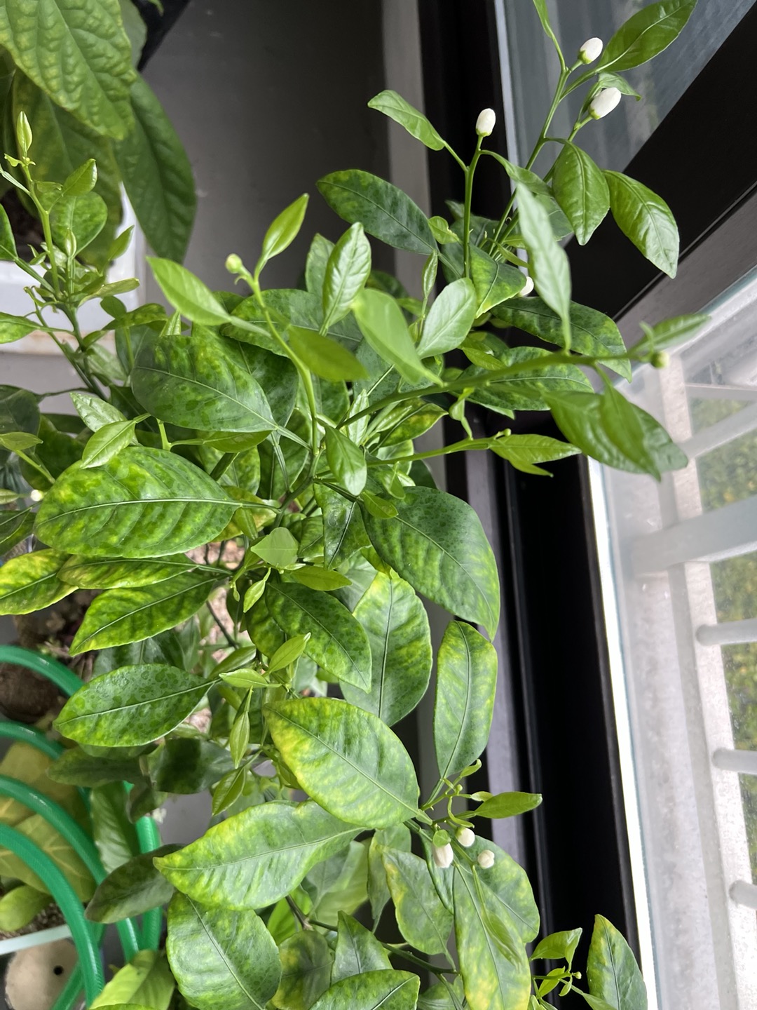 만감류 잎 상태