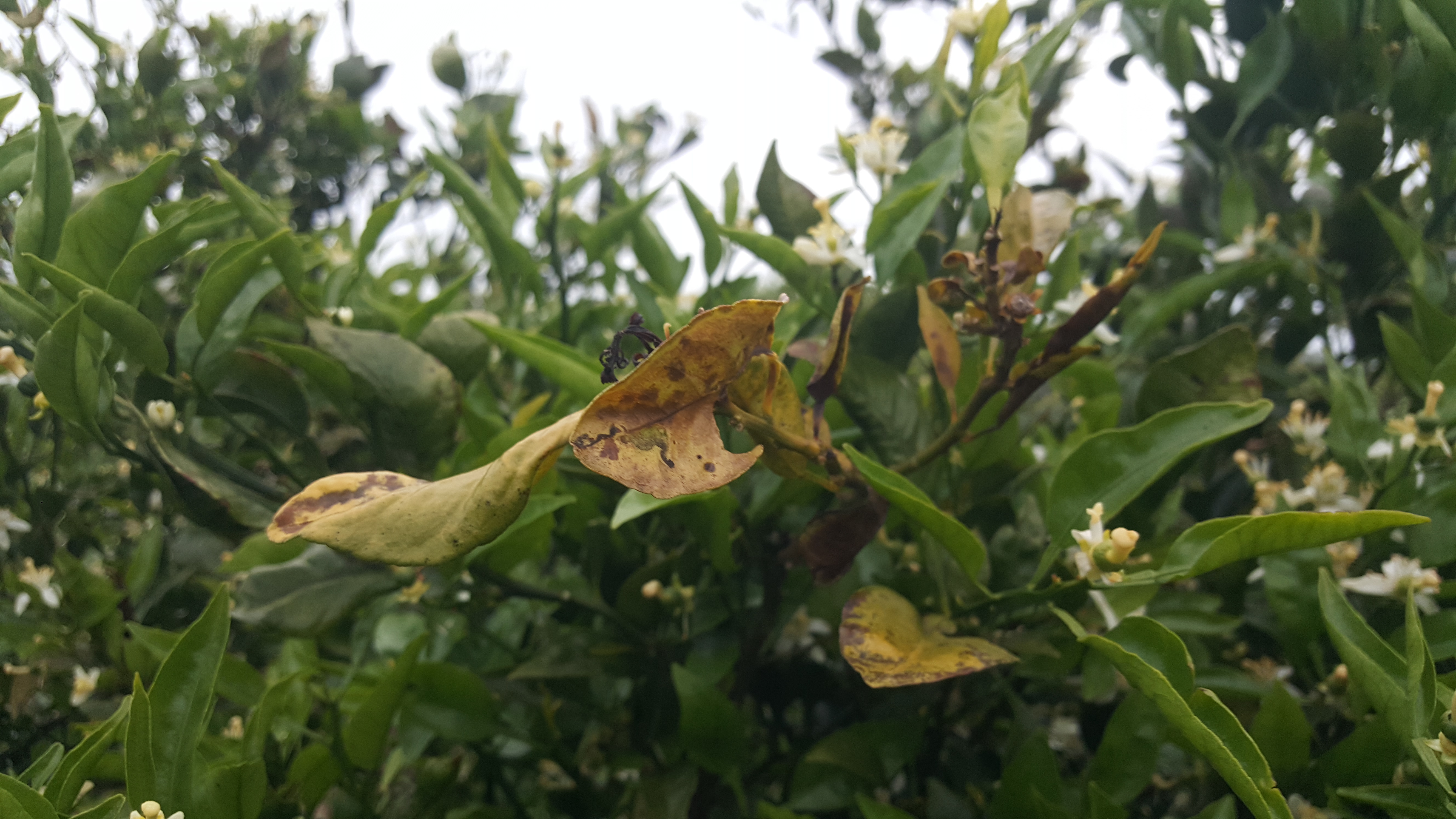 노지 한라봉 진단 부탁드립니다.