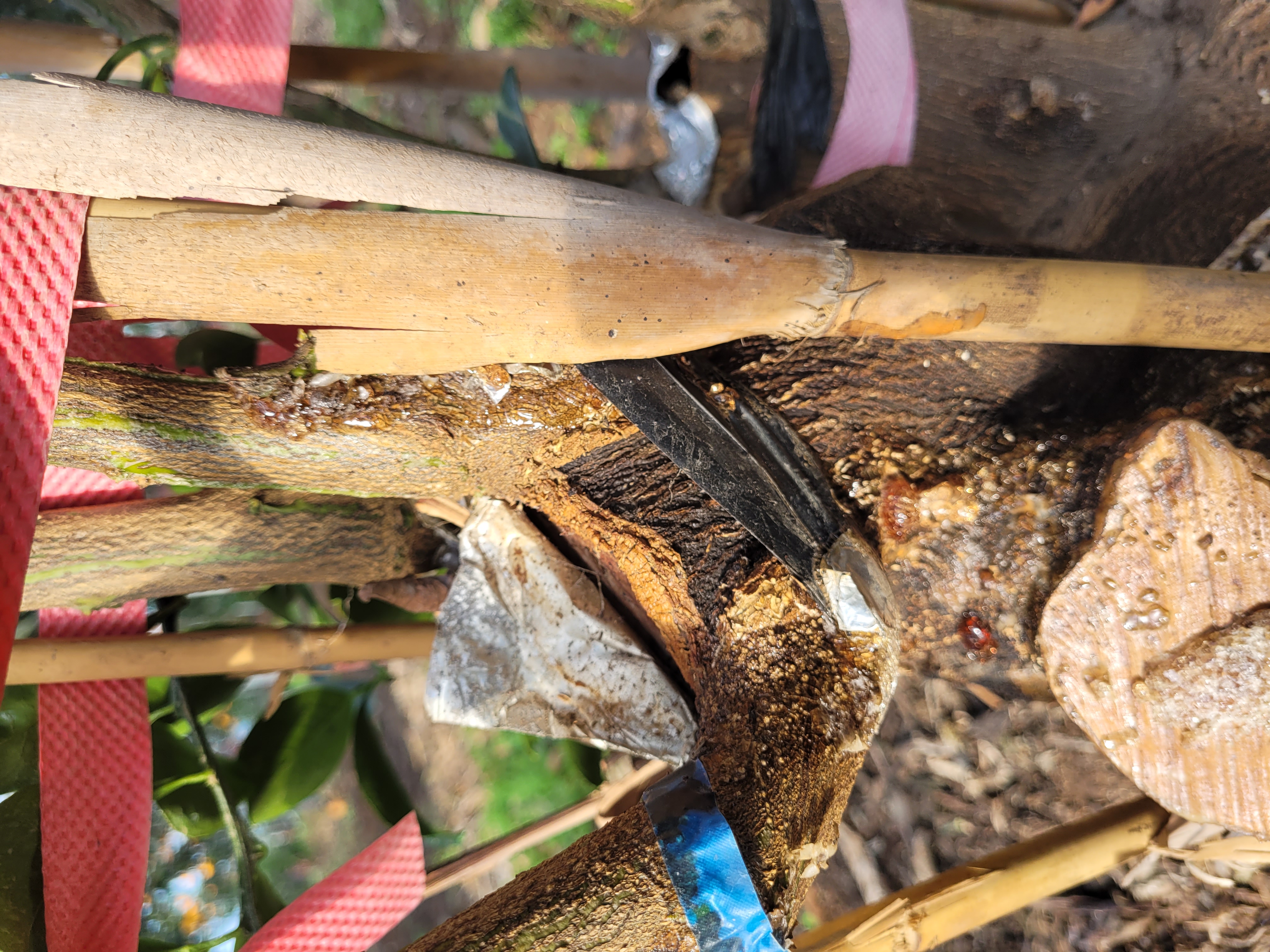 천혜향병해문의