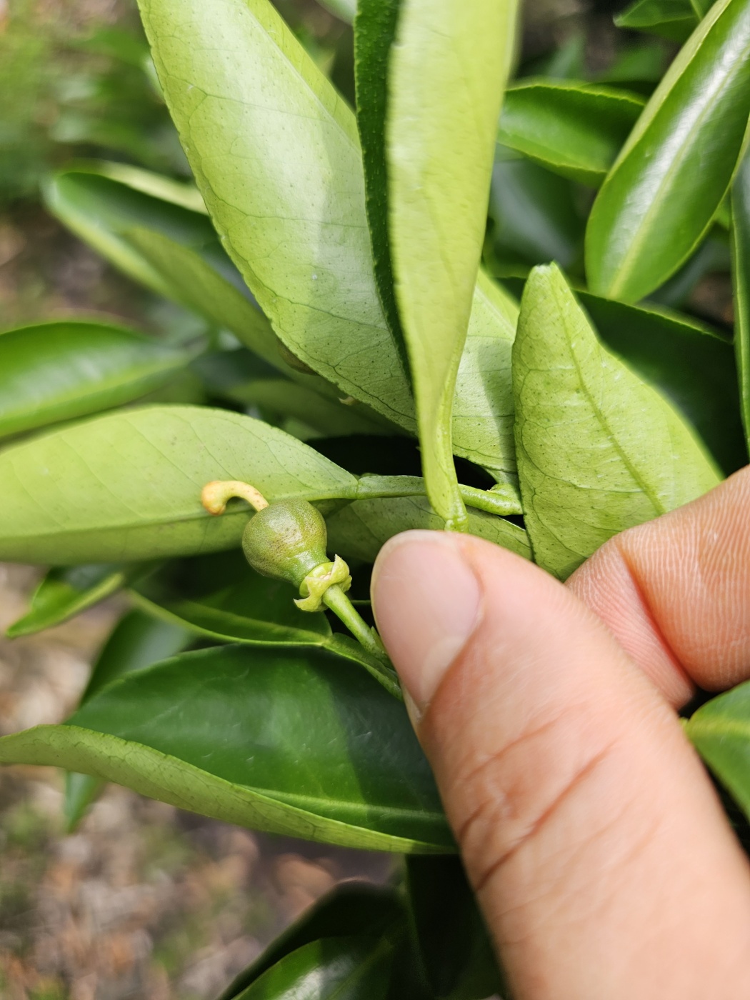 천혜향 병해충 관련