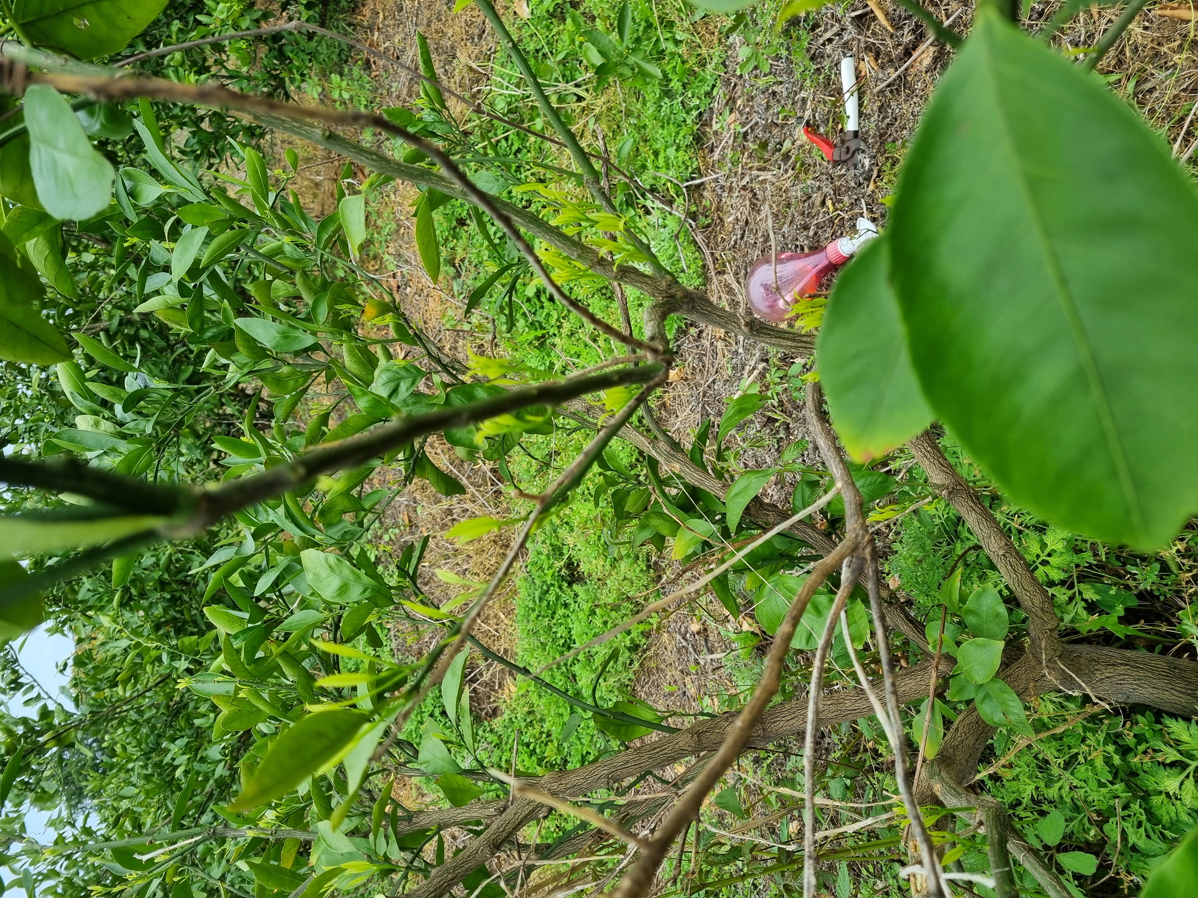 노지 감귤 나무 문의