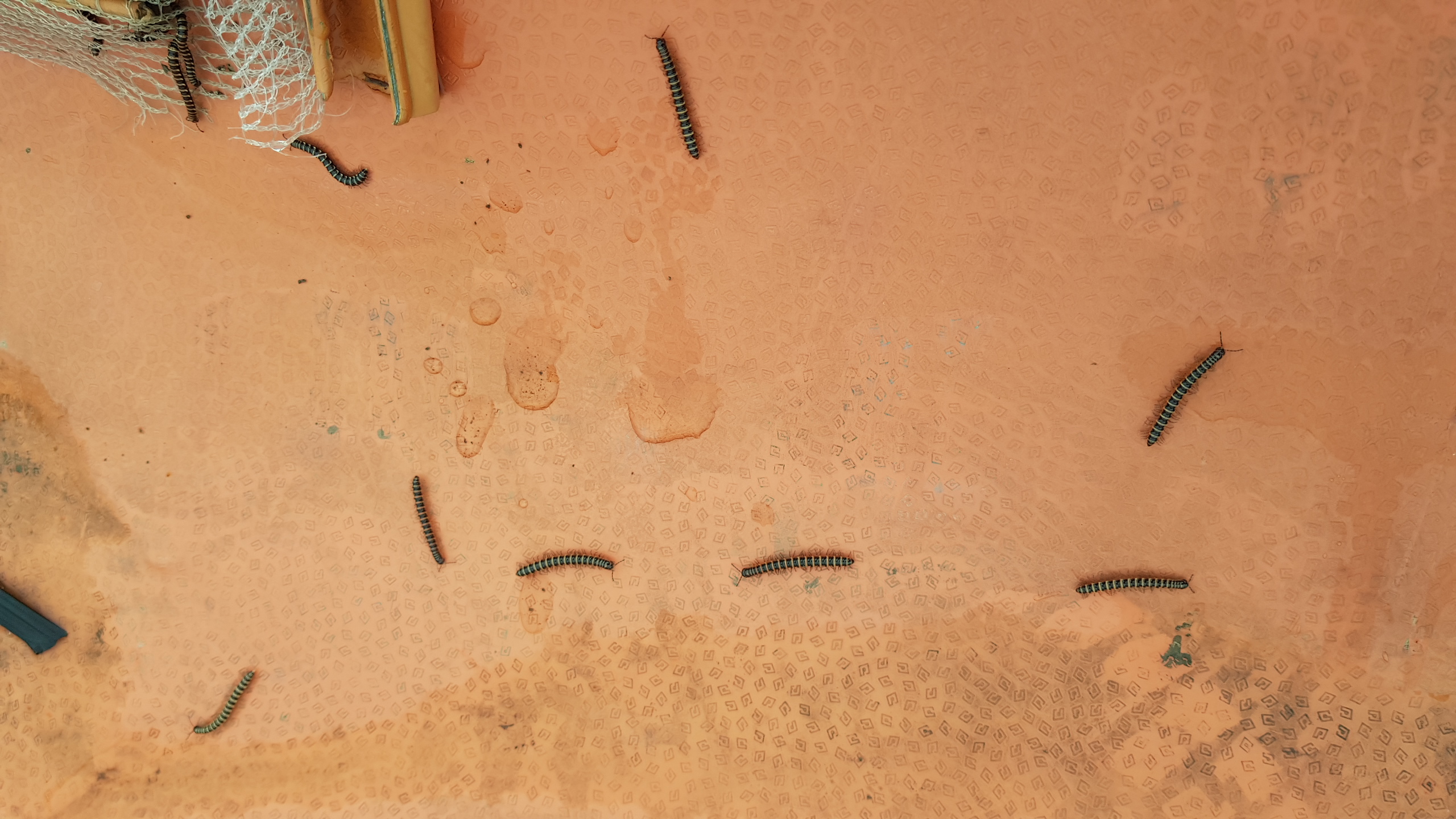 무슨벌레인가요?