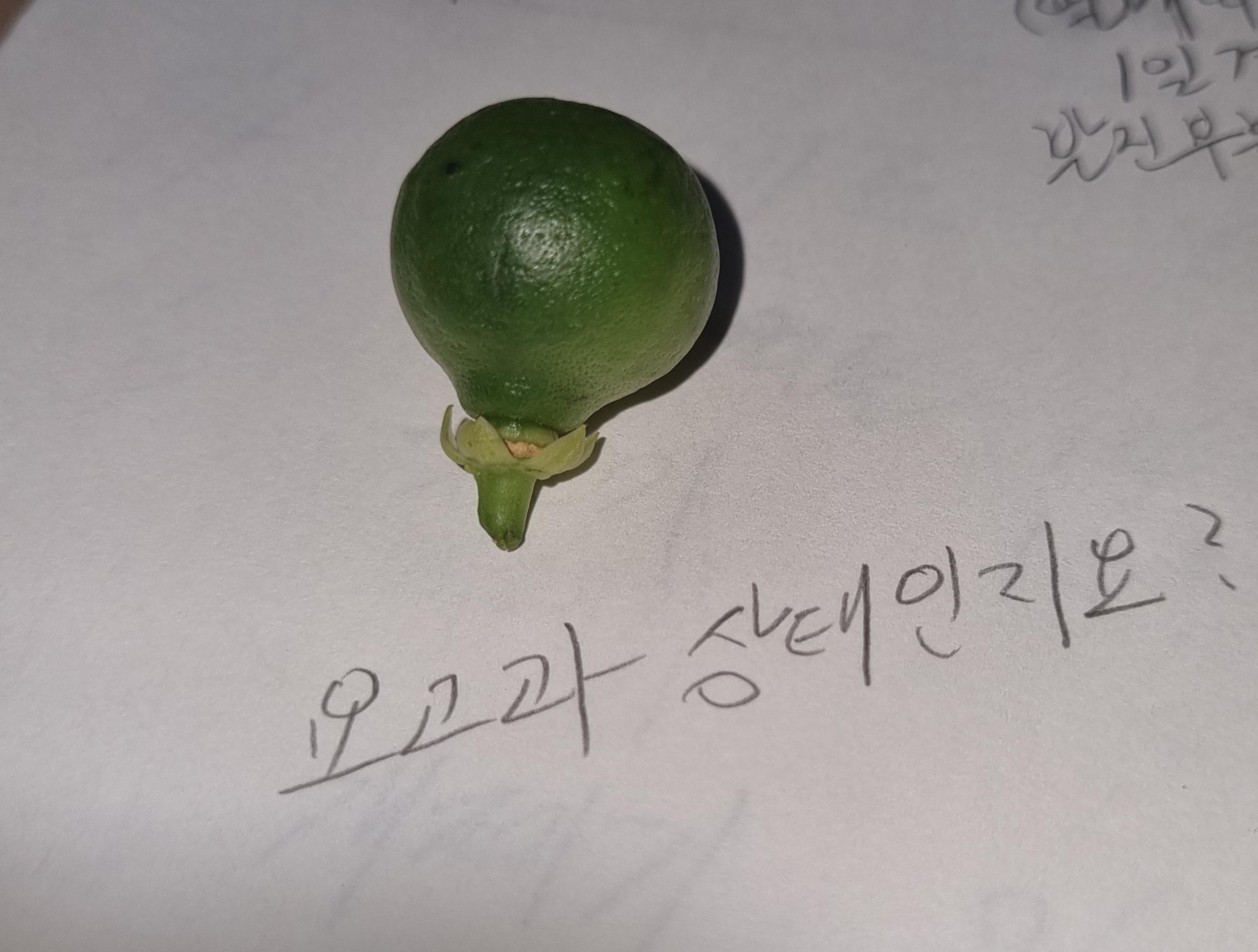 레드향 열매껍질 발진현상