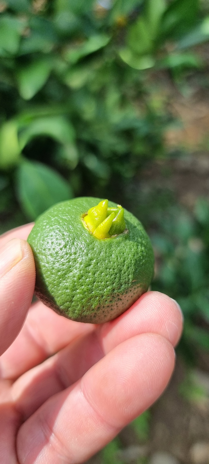 레드향 열매 배꼽 문의