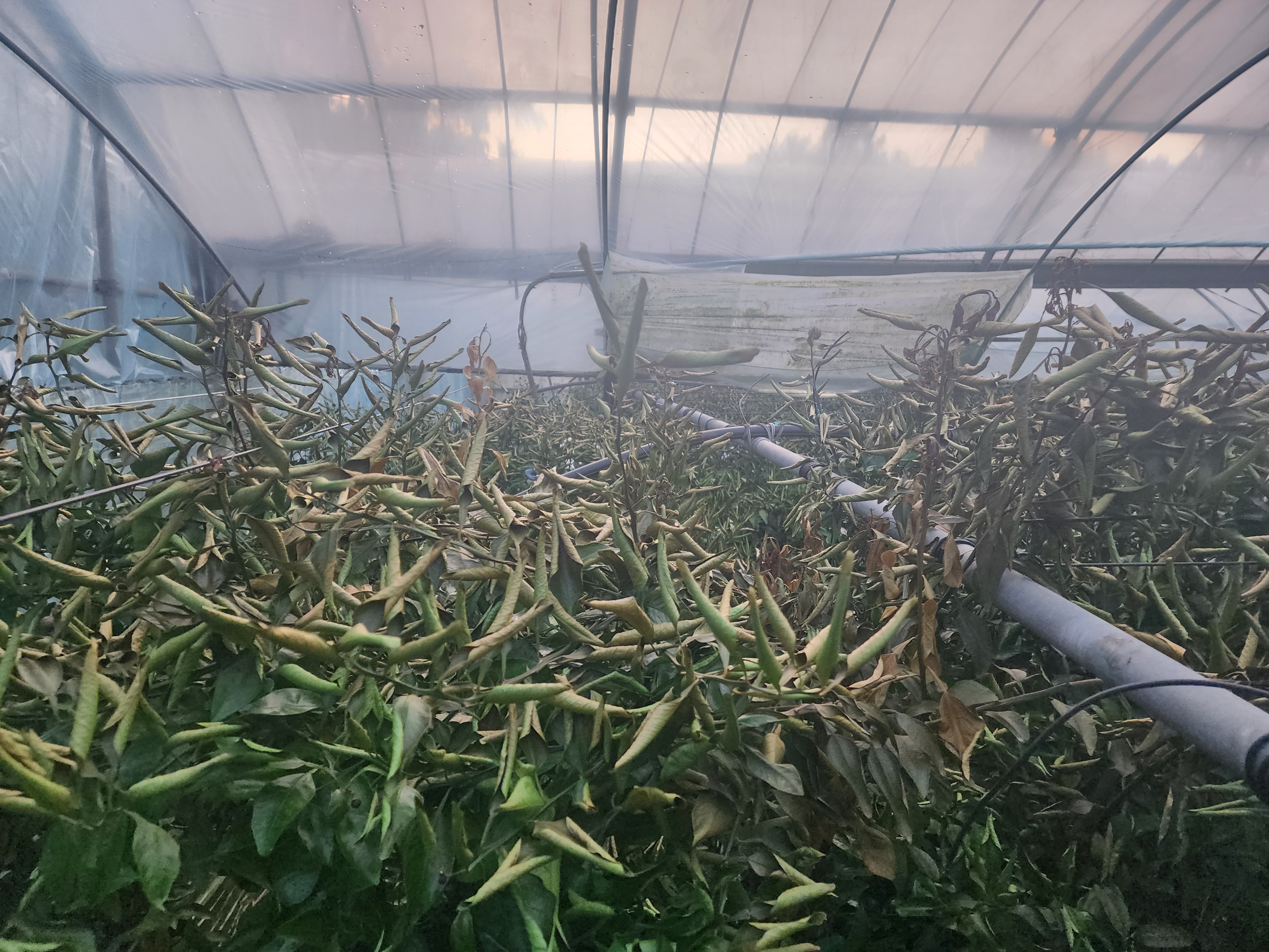 한라봉 수목 일부분 타버림