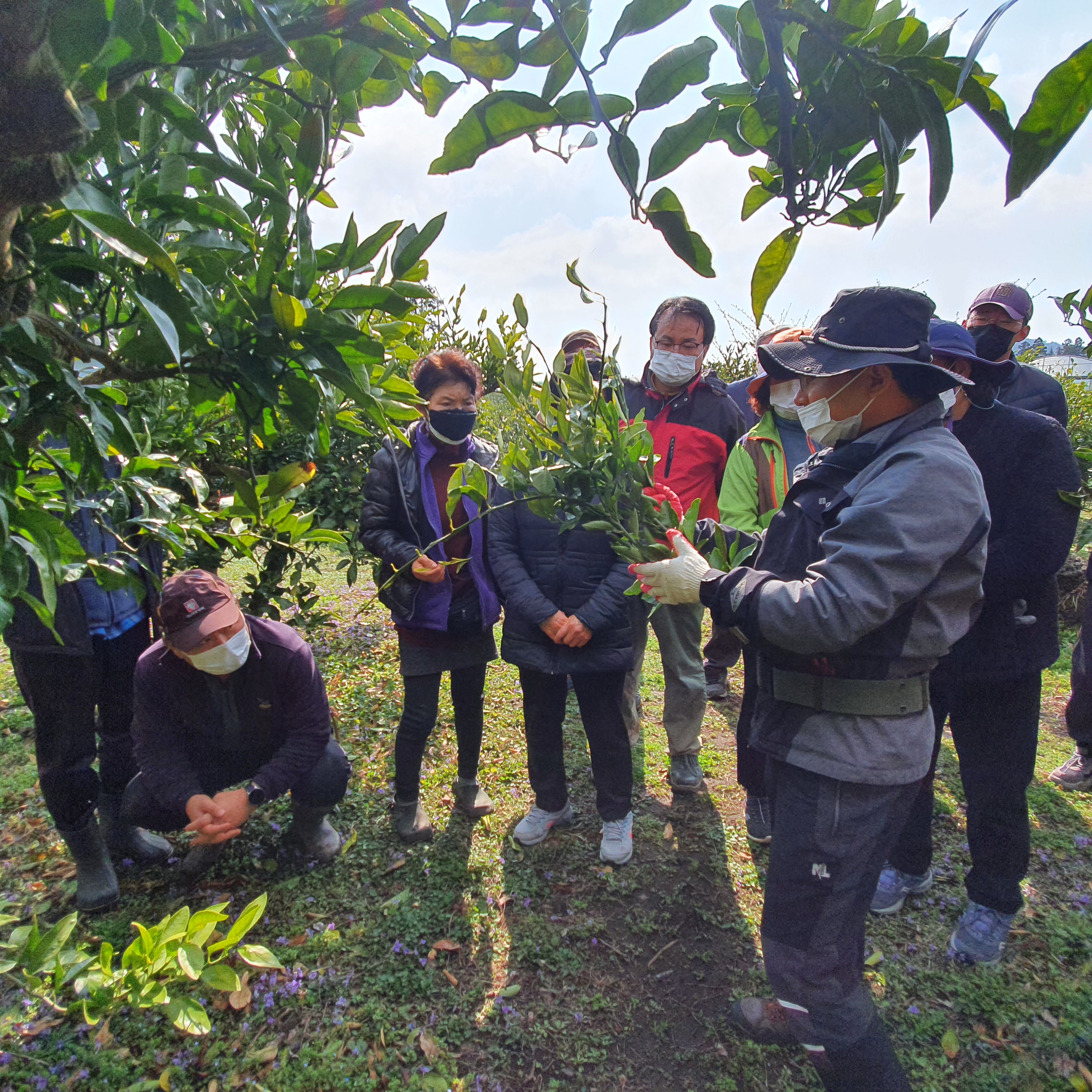 2021년 감귤 정지·전정 교육