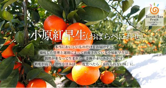 산하홍과 오바라베니의 차이이점이 무엇인가요?