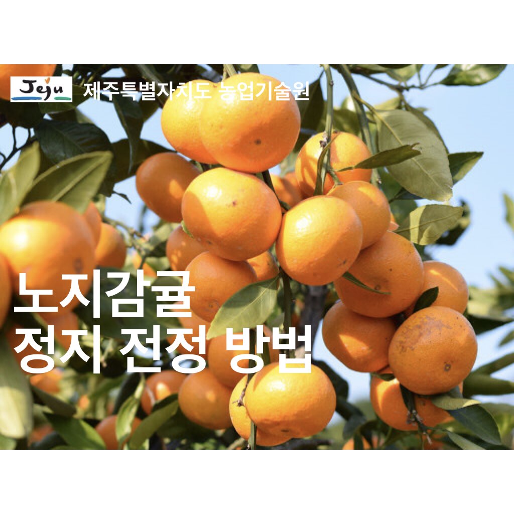 노지감귤 정지 · 전정 방법