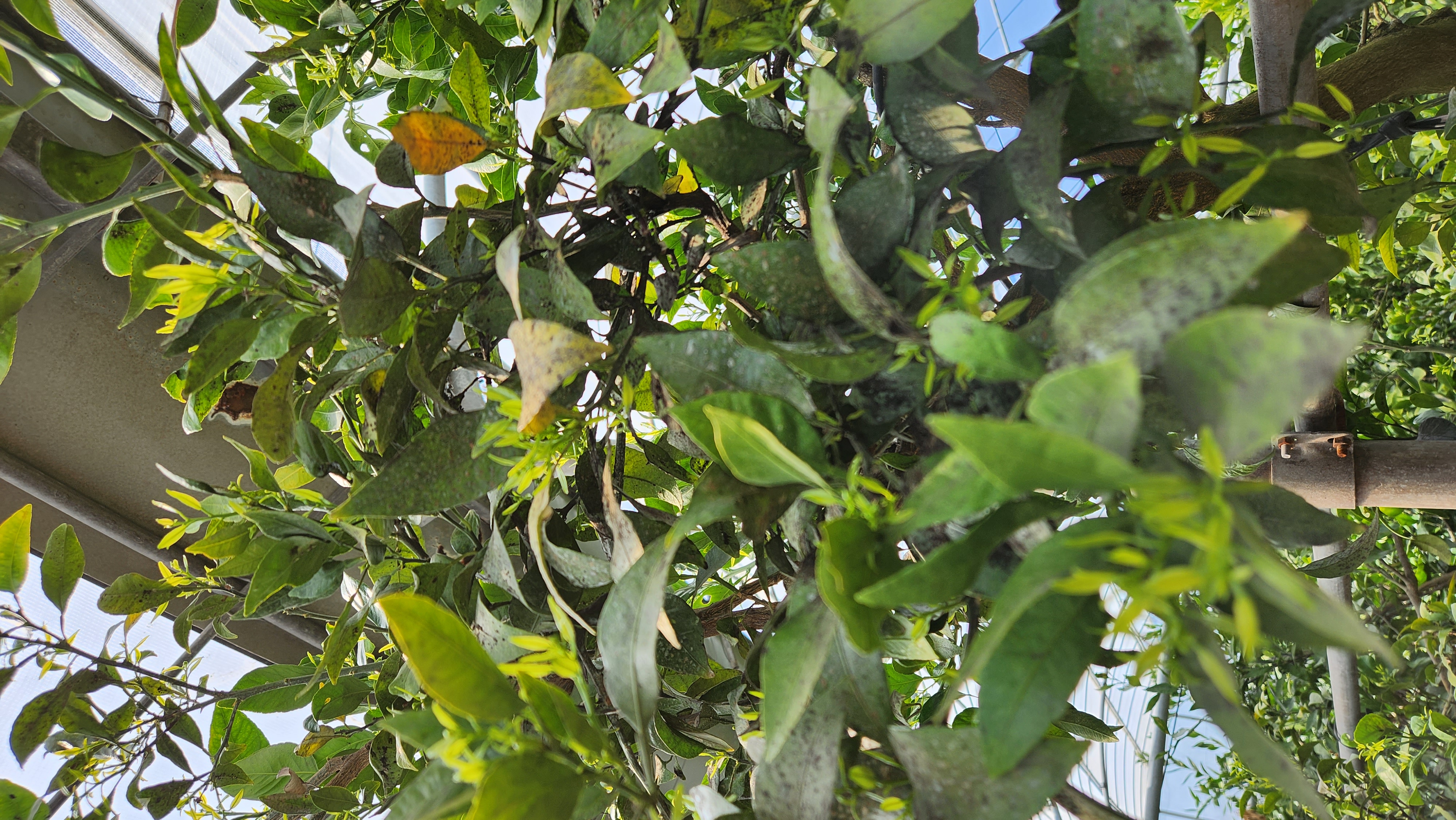 농약살포시기 및 횟수 등등