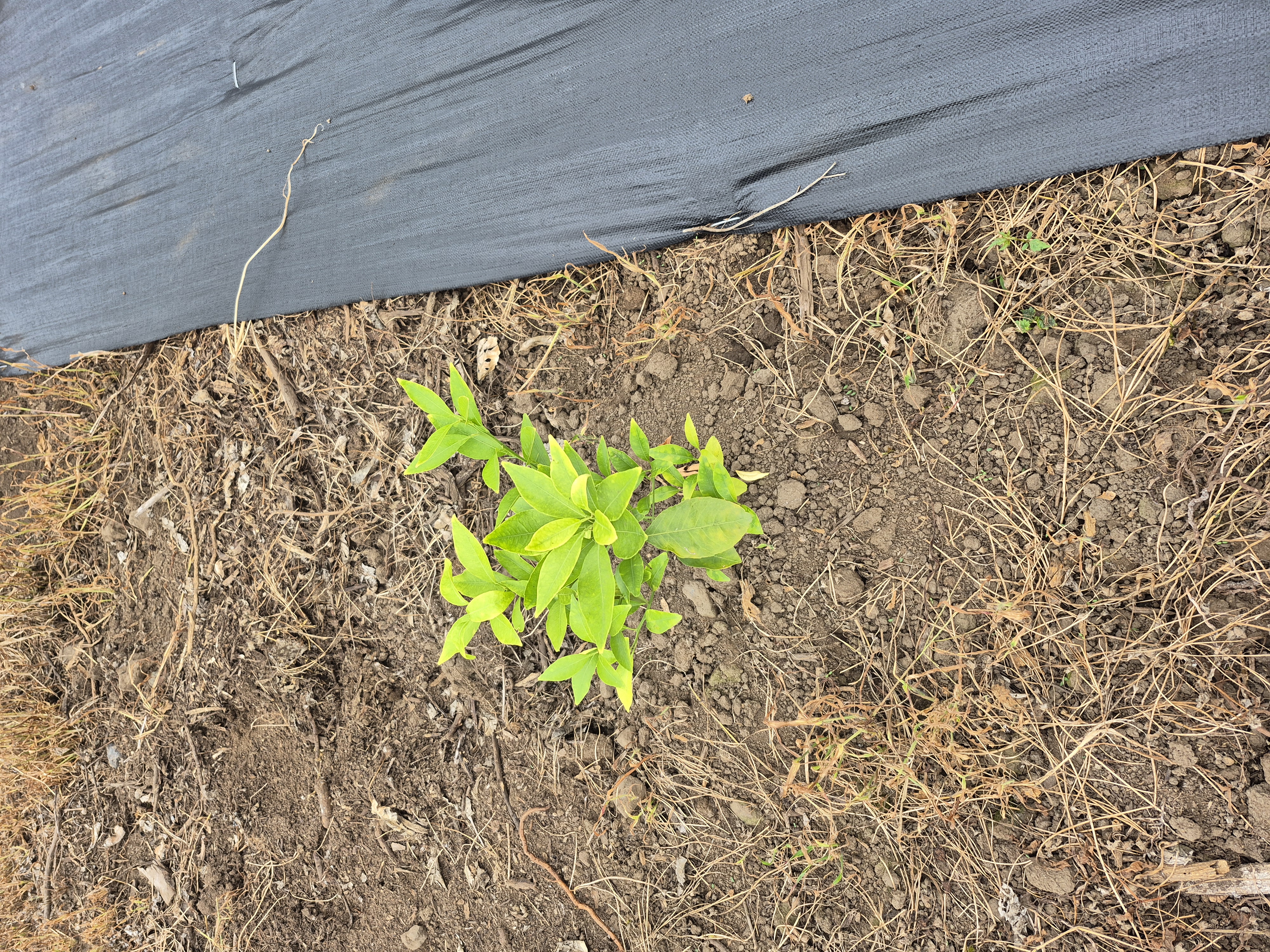 묘목상태 및 관리방법 문의