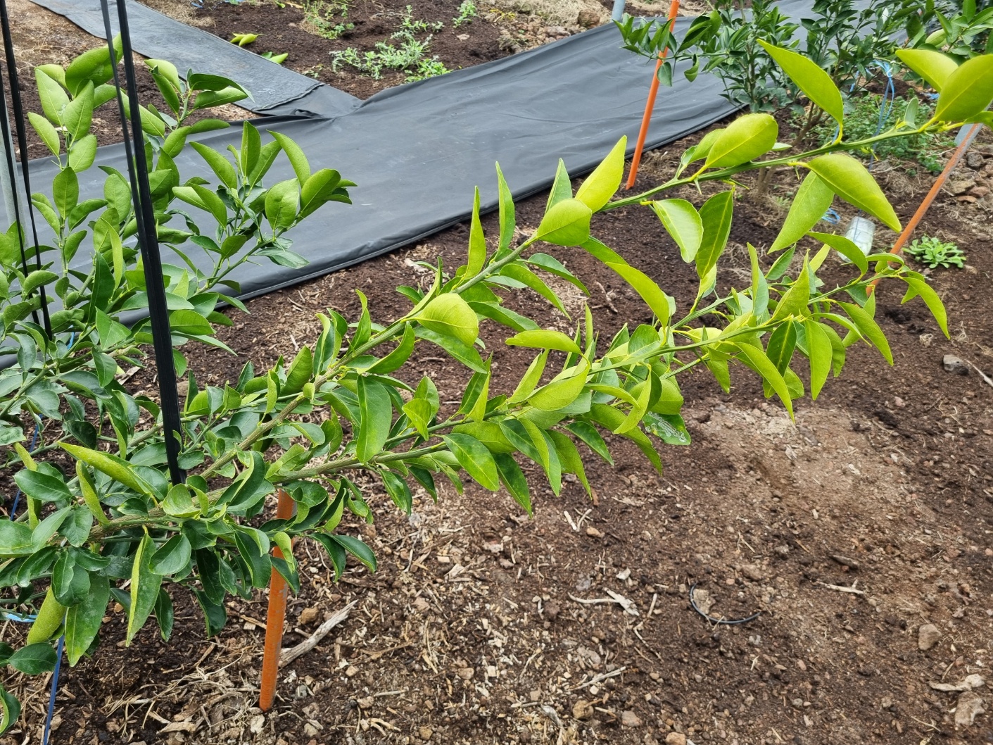 천혜향 묘목 유인가지 끝부분이 변색이 되어가는 원인을 알고 싶습니다.
