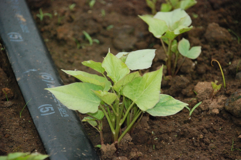 고구마육묘현장