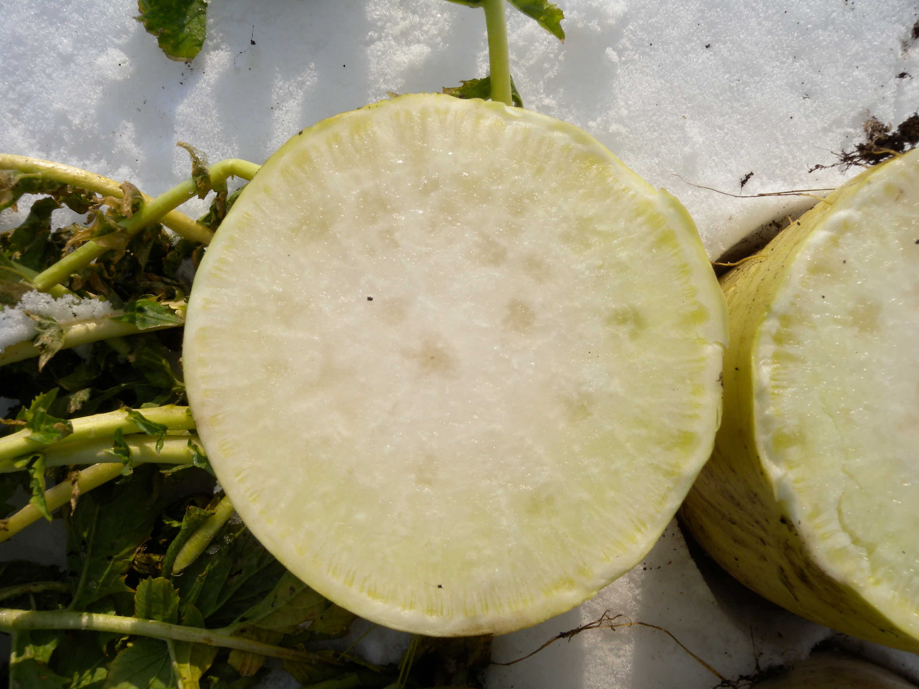 동부센터 개발 농기계 2