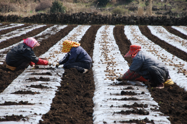 6조식 자동파종기 이용한 봄당근 파종시연