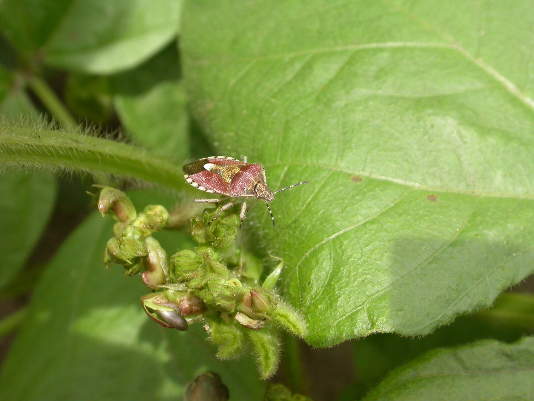 녹두 알락수염노린재