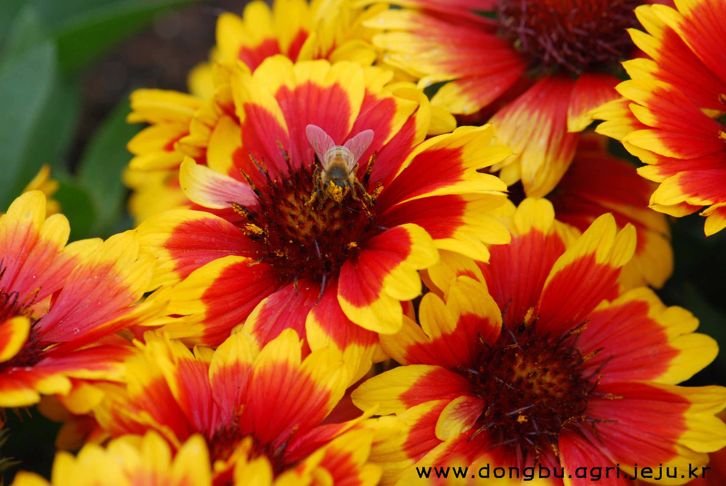 천인국-아리조나 썬