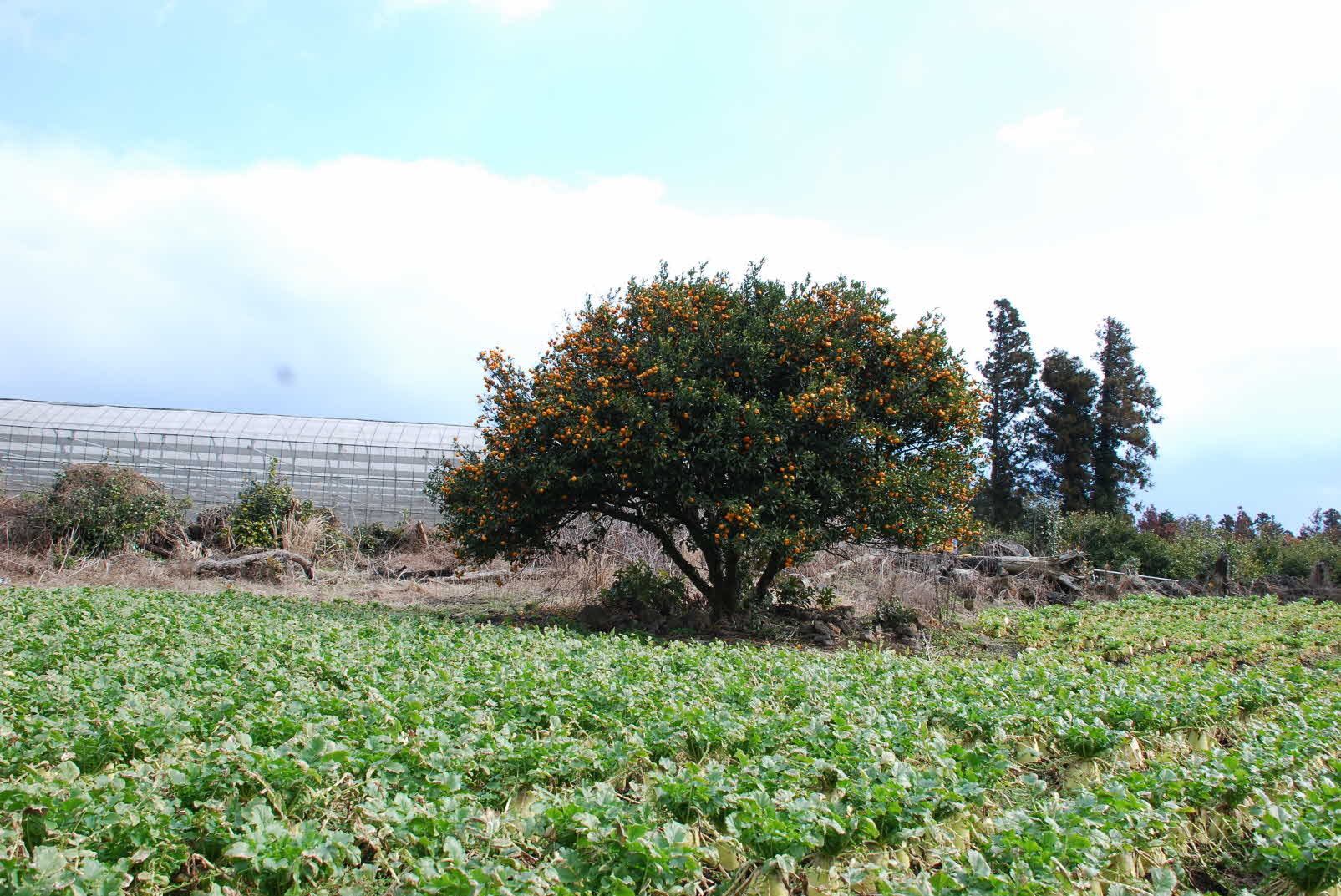 시범사업 대상자 교육(우도면)
