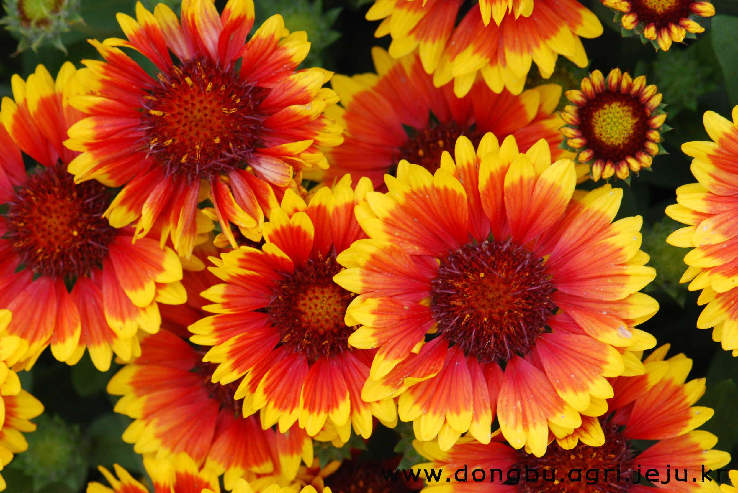 천인국-아리조나 썬